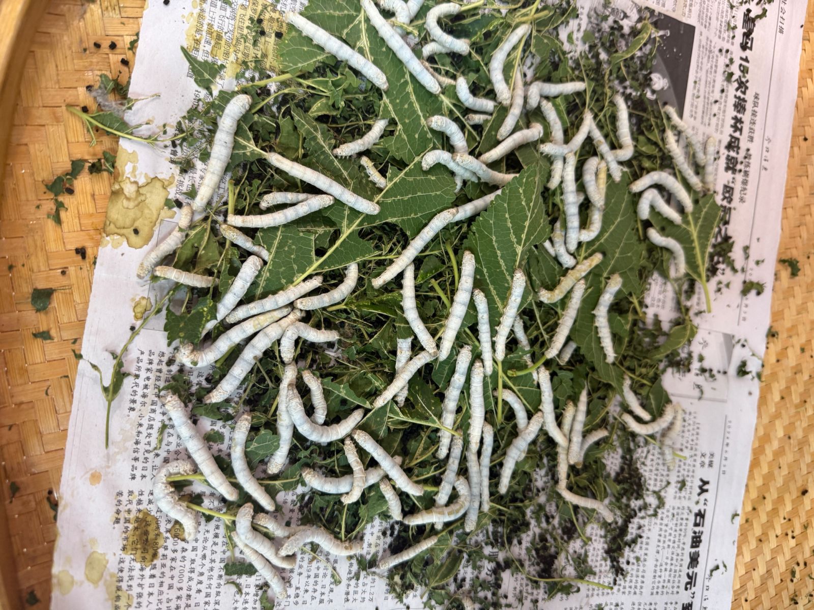 Производство шёлка