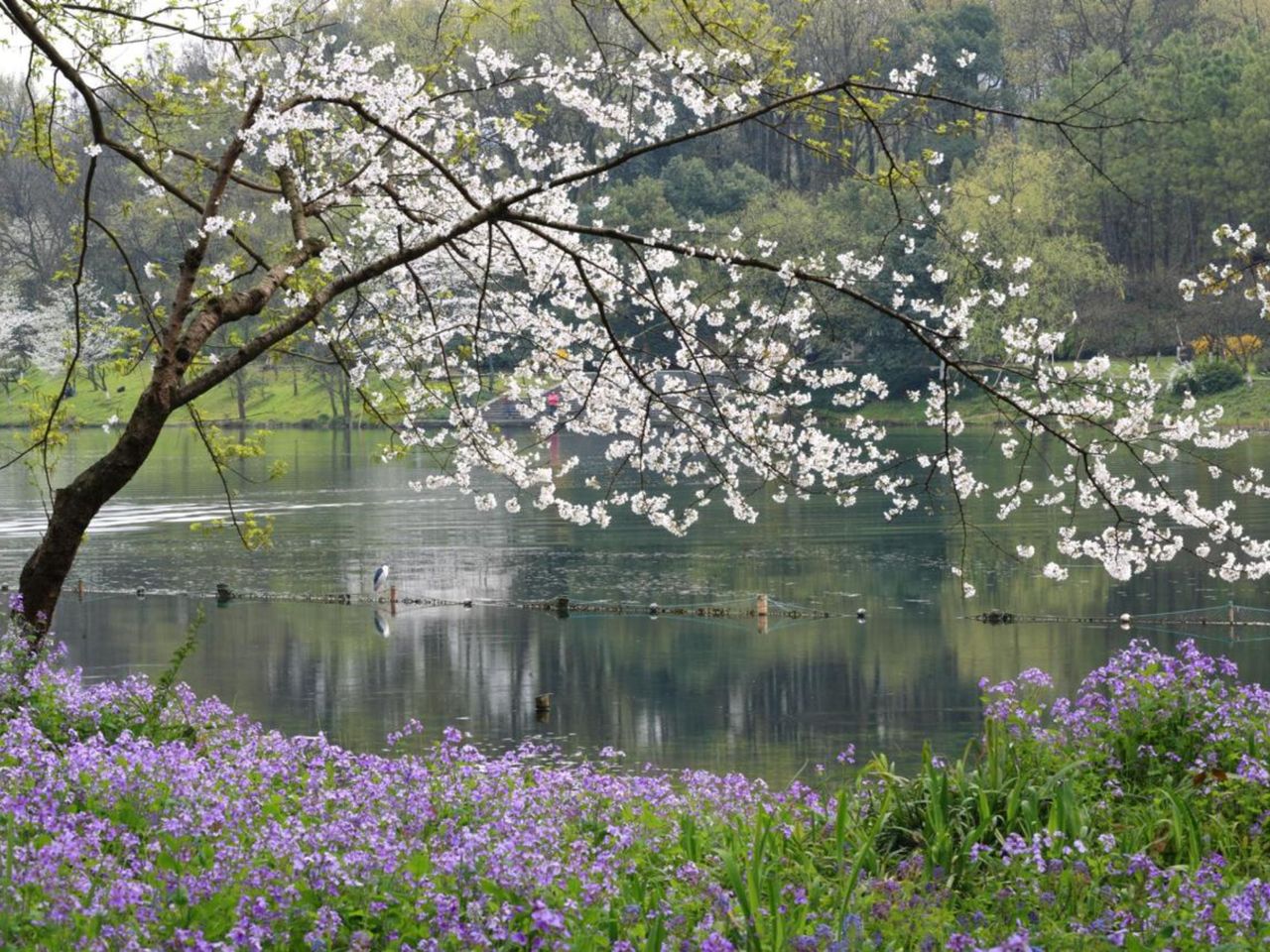 Индивидуальная экскурсия "Сакура и весенние сады Ханчжоу" - индивидуальная экскурсия в Ханчжоу на машине гида длительностью 6 часов с количеством участников до 4 человек цена экскурсии 720$