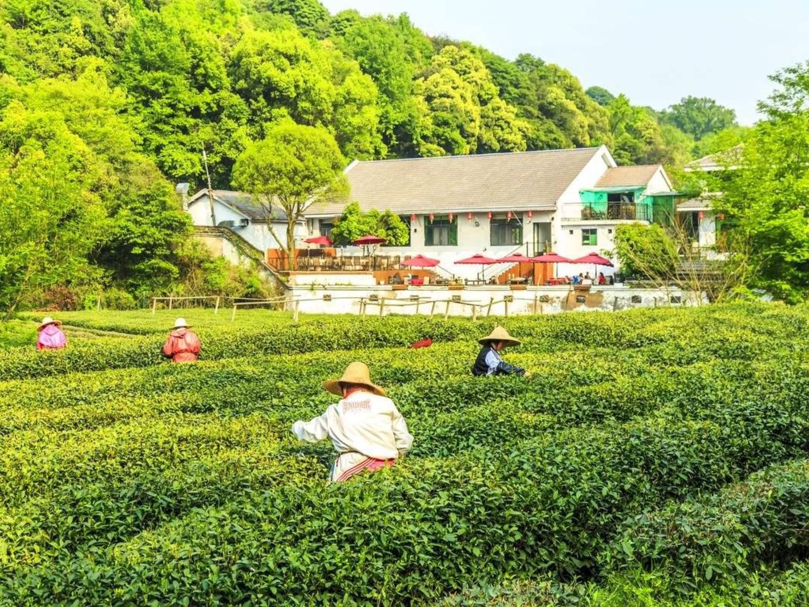 Чайная плантация