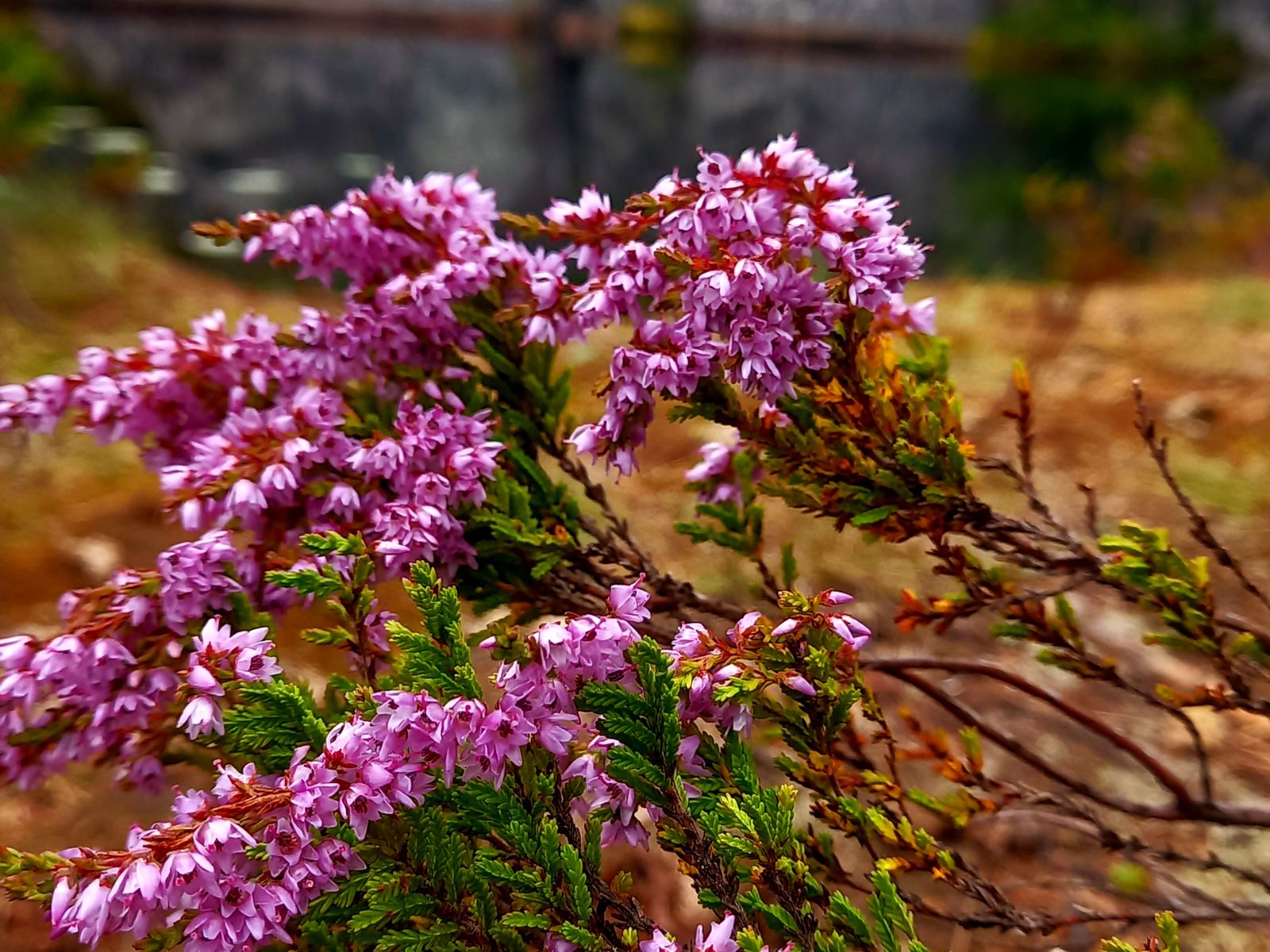 Карельская флора