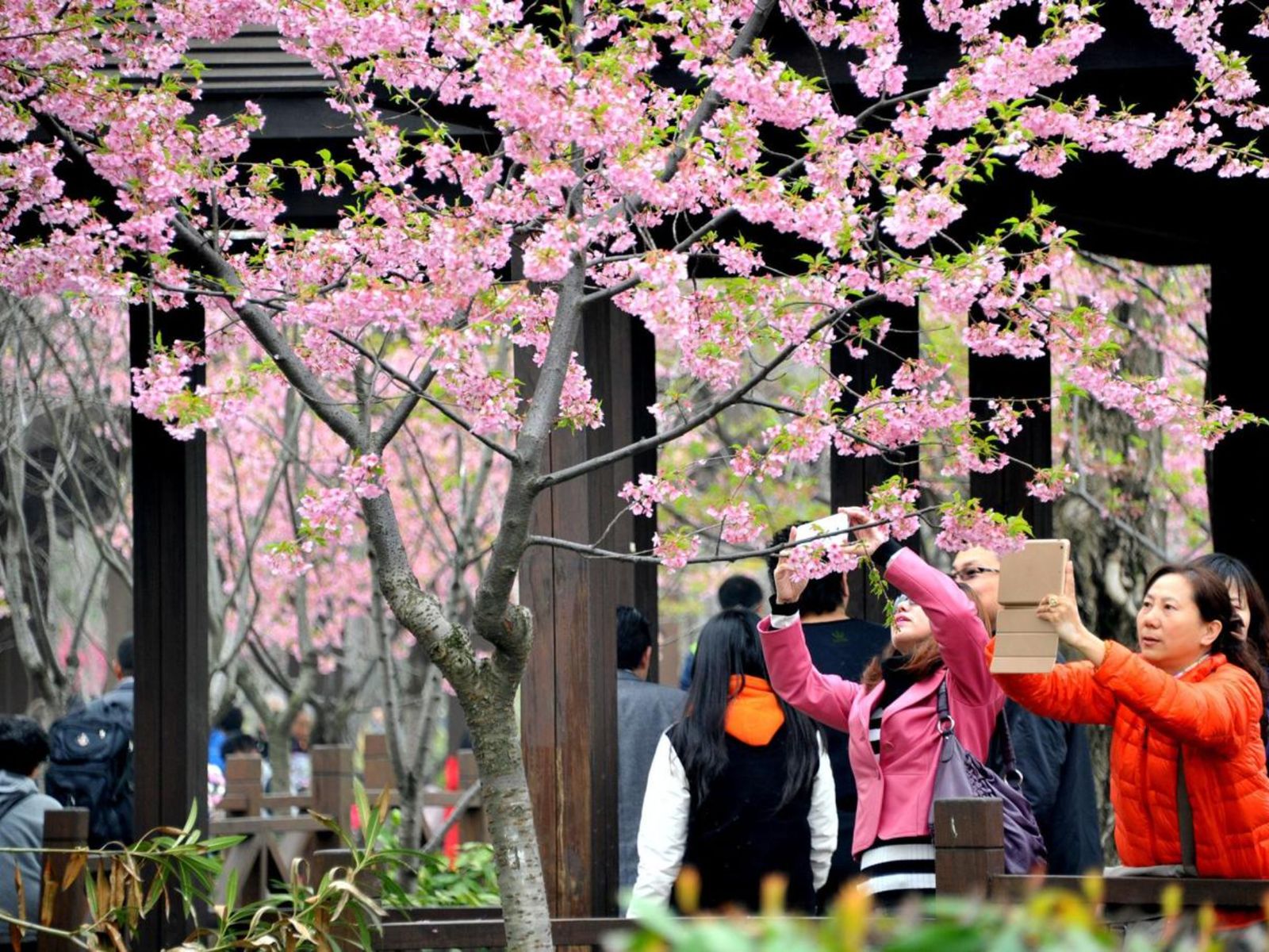 Цветение сакуры