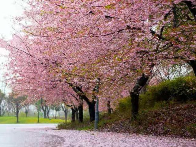 Индивидуальная экскурсия по Шанхаю в сезон цветения сакуры