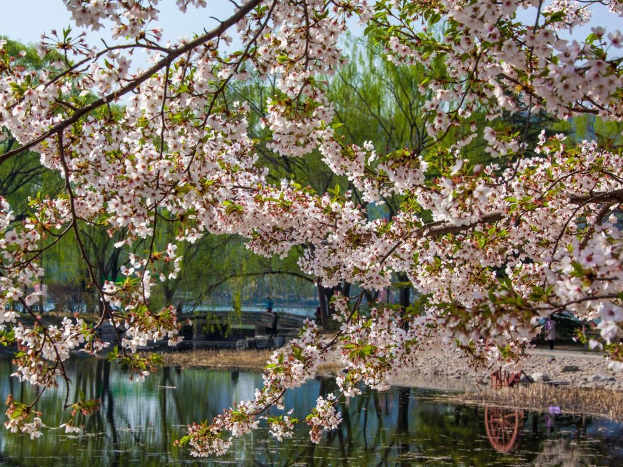 Индивидуальная экскурсия по Пекину в сезон цветения сакуры - индивидуальная экскурсия в Пекине на машине гида длительностью 5 часов с количеством участников до 4 человек цена экскурсии 720$