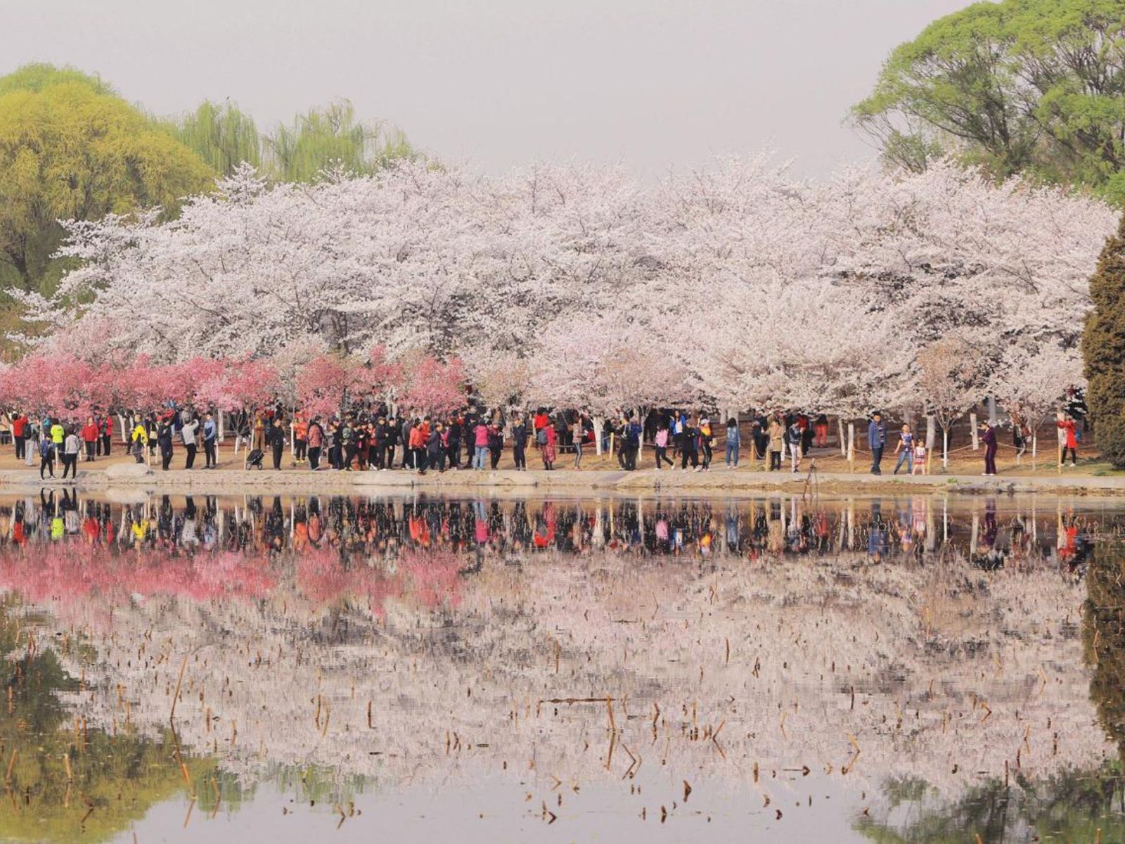 Цветение сакуры
