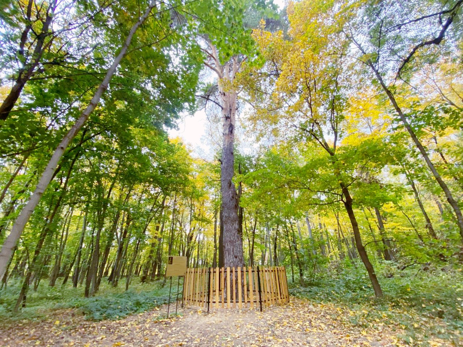 Веймутова сосна