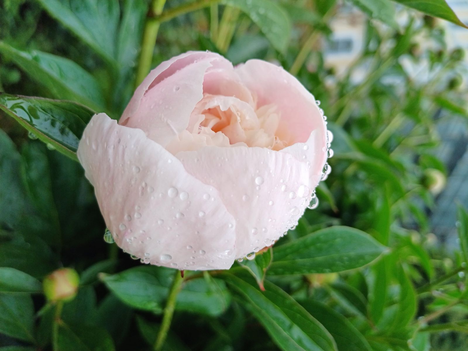 Пионы Дивеева