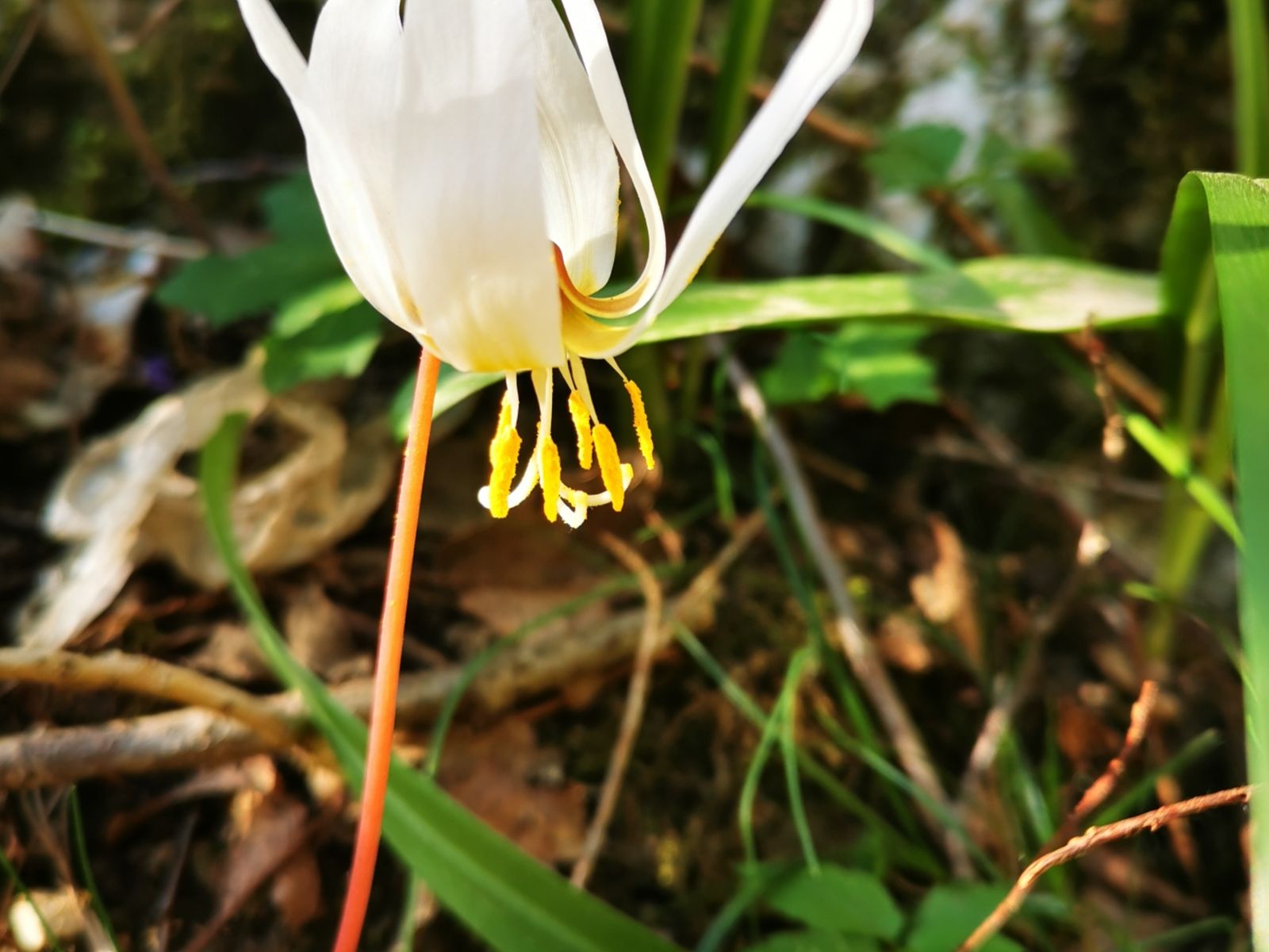 Весенние первоцветы