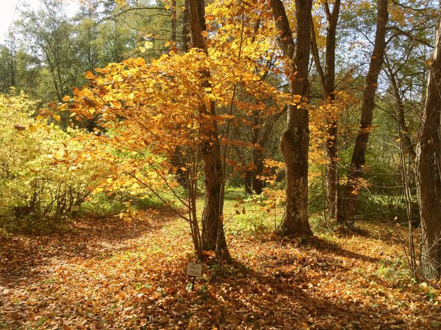 Индивидуальная обзорная экскурсия из Казани в Раифский дендрарий