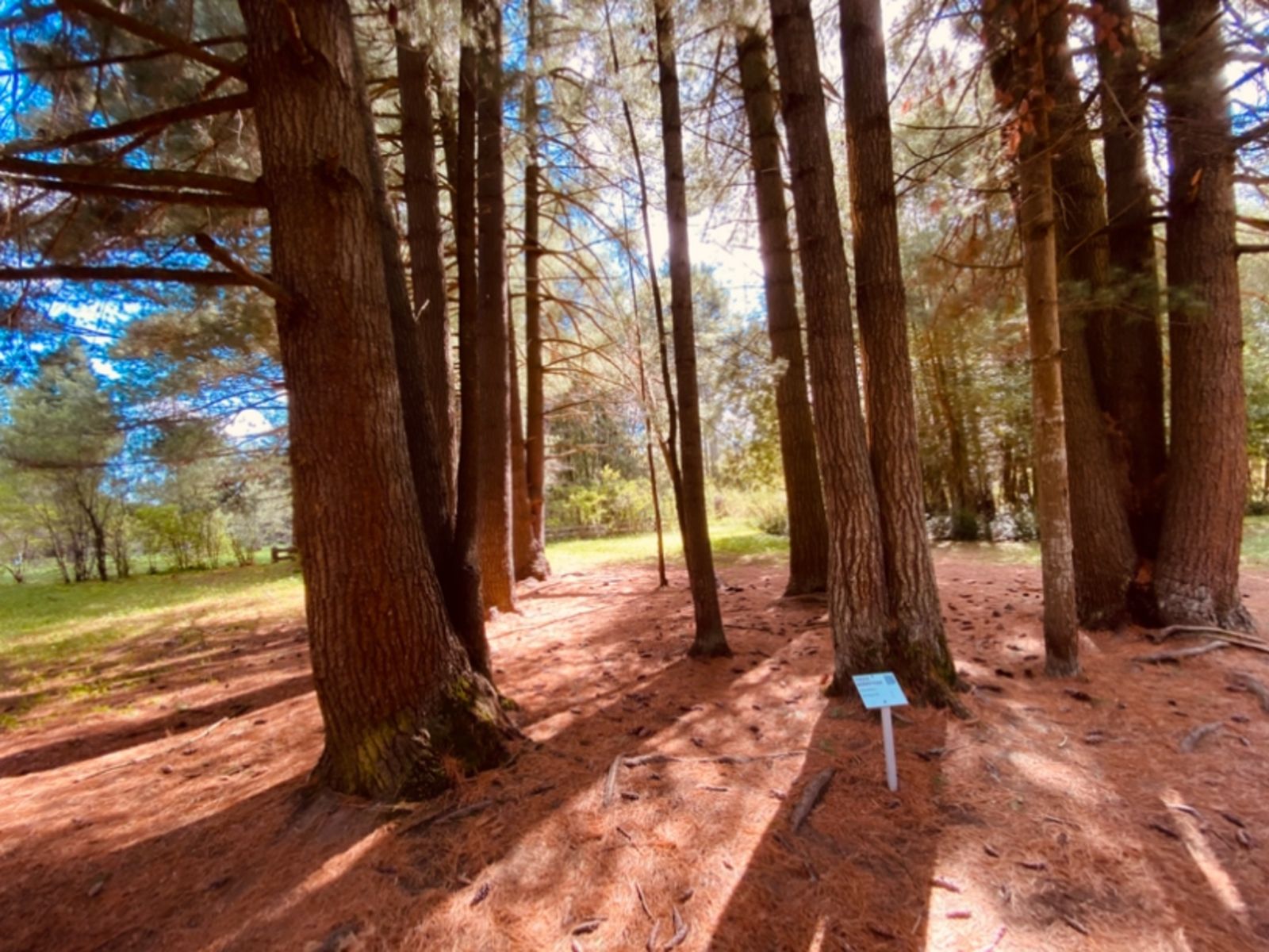 Веймутовы сосны - место для фотосессий