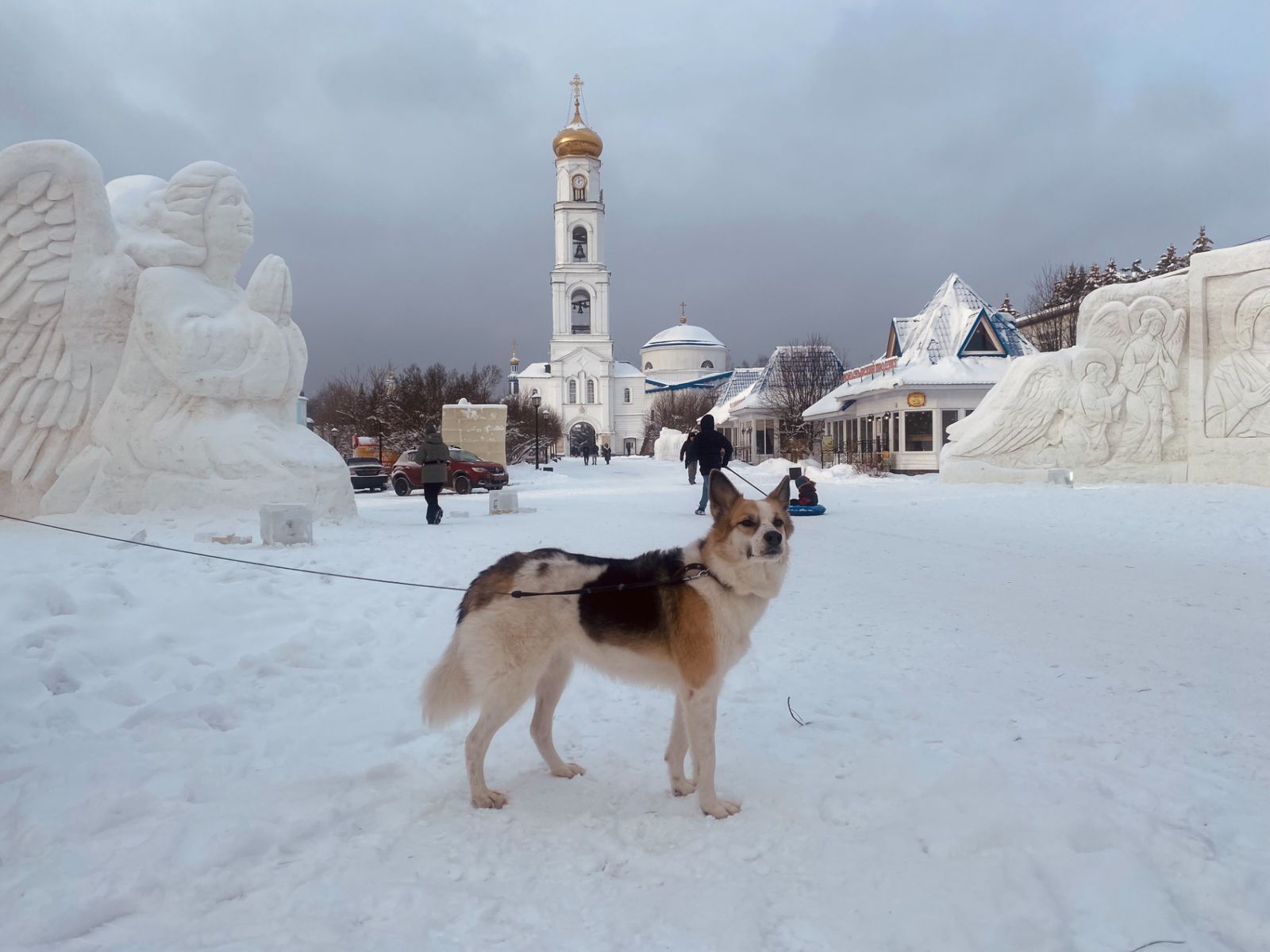 Собака - фотомодель в Раифе