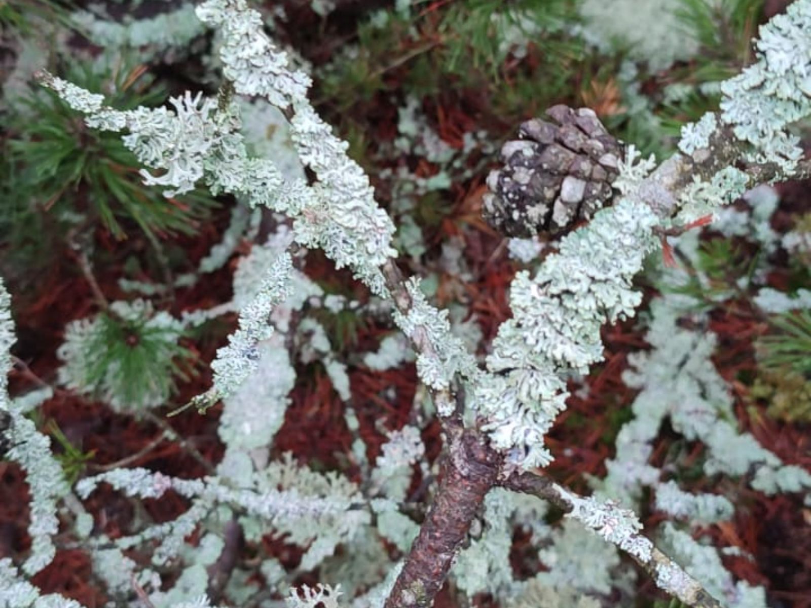 Мох и шишка