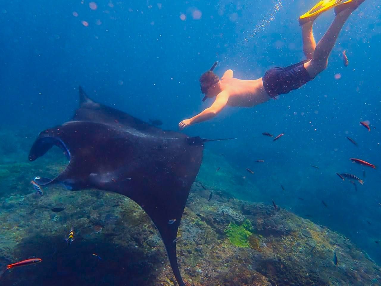 Индивидуальный снорклинг с гигантскими скатами на Нуса Пениде - индивидуальная экскурсия на Бали длительностью 2 часа с количеством участников до 6 человек цена экскурсии 356$