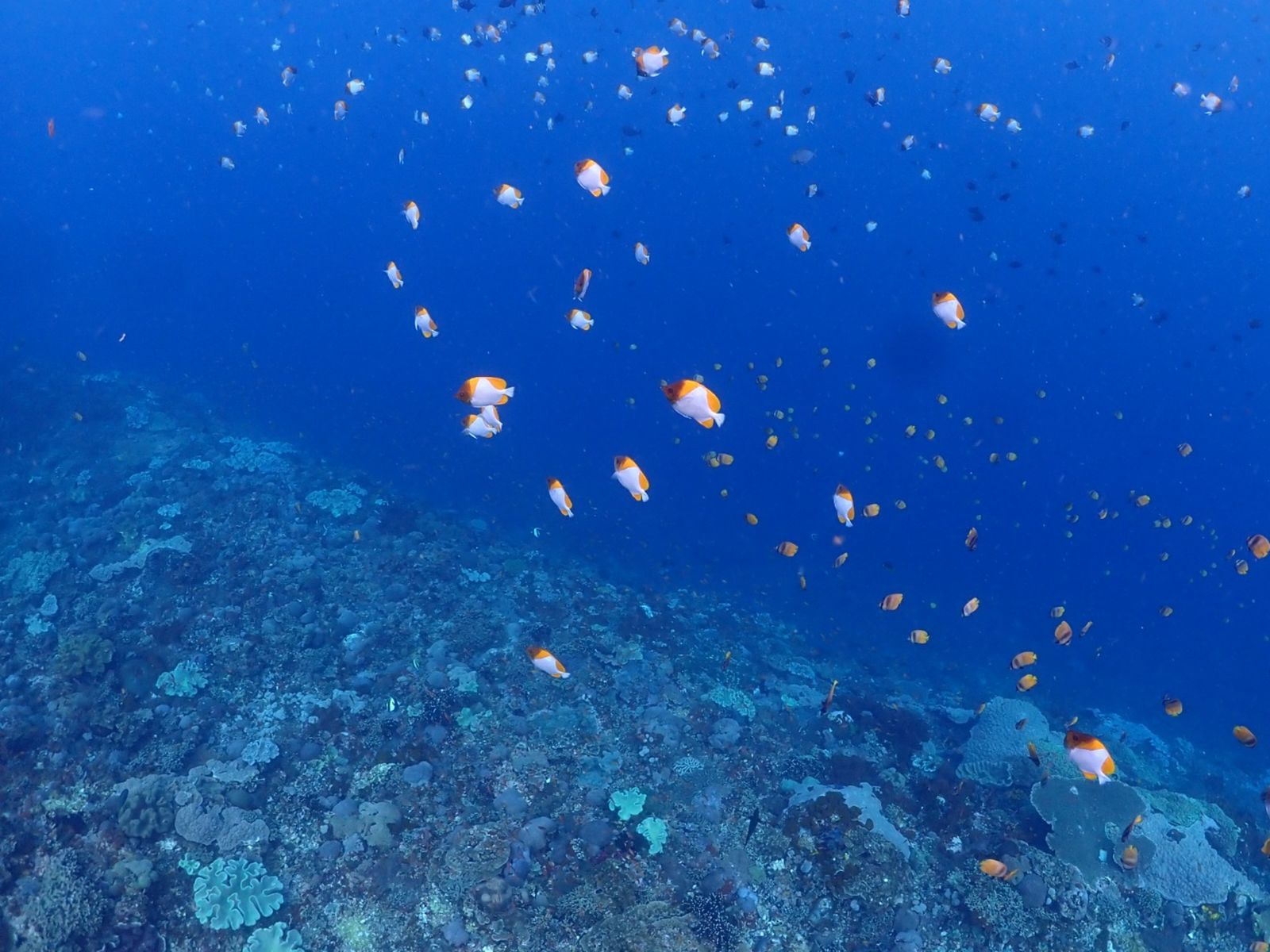 Экзотические рыбы