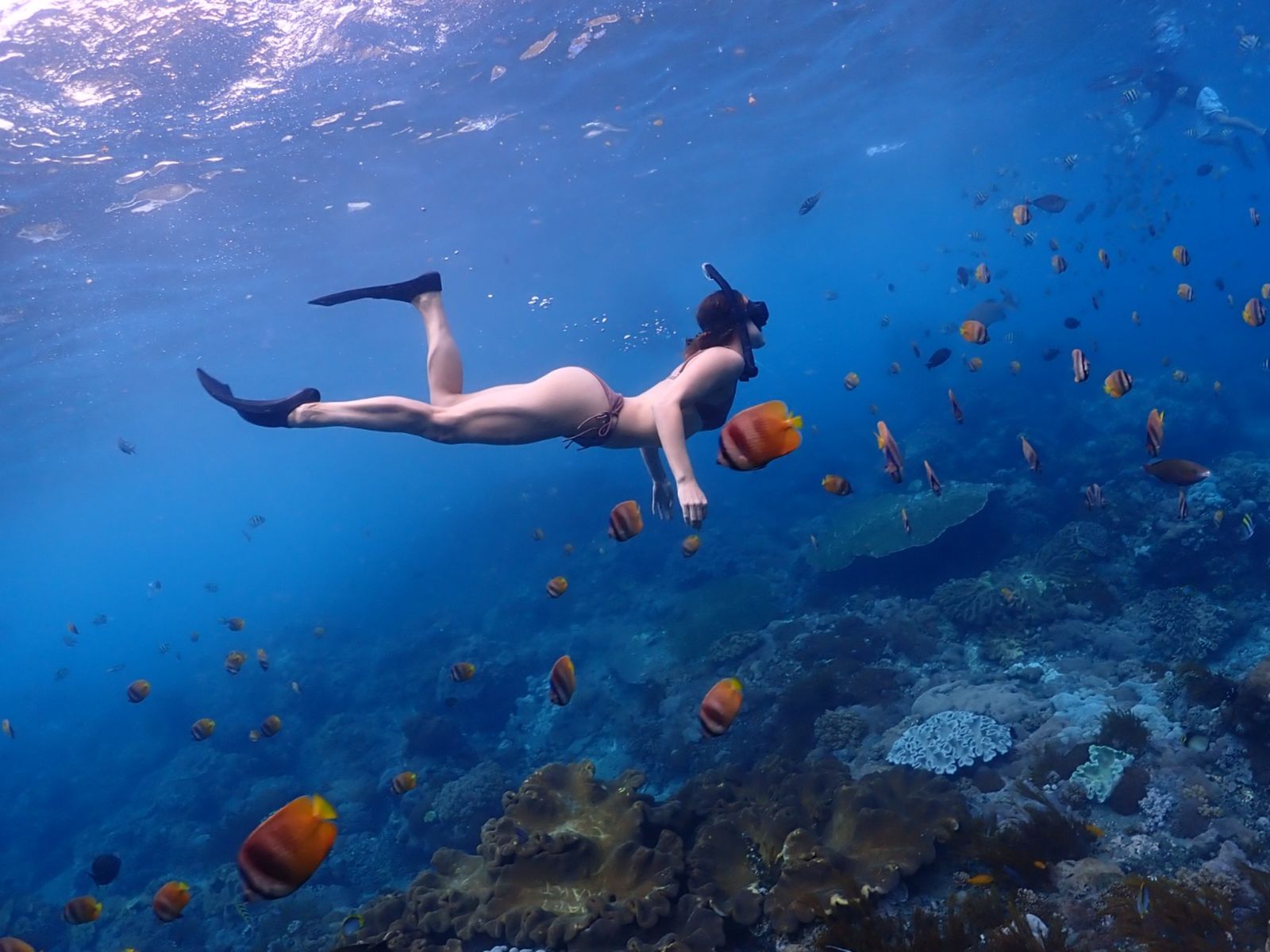 Снорклинг в Gamat Bay