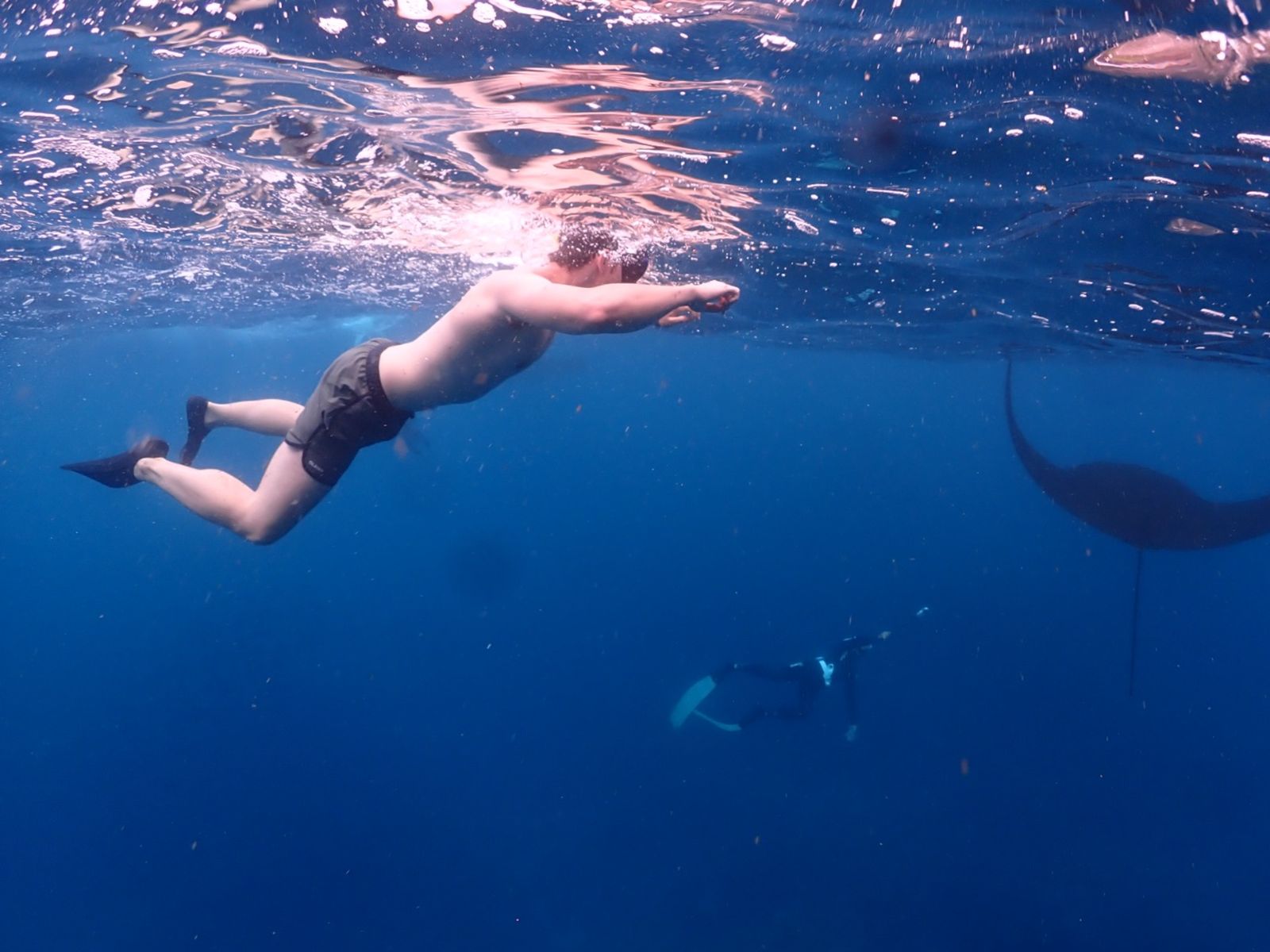 Сноркилинг со скатами