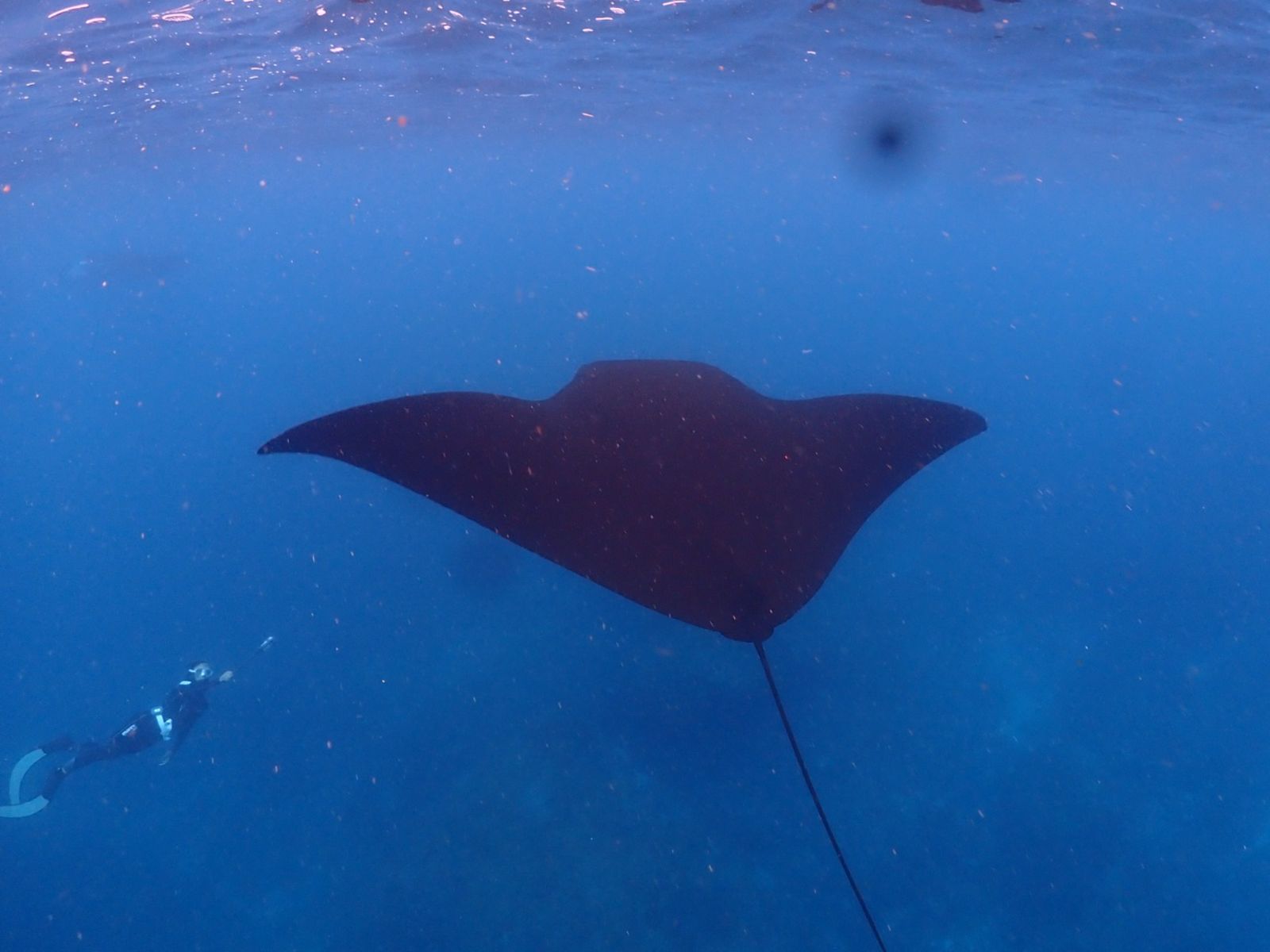 Гигантский скат