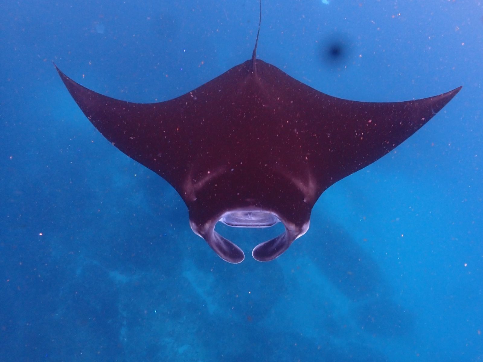 Гигантский скат