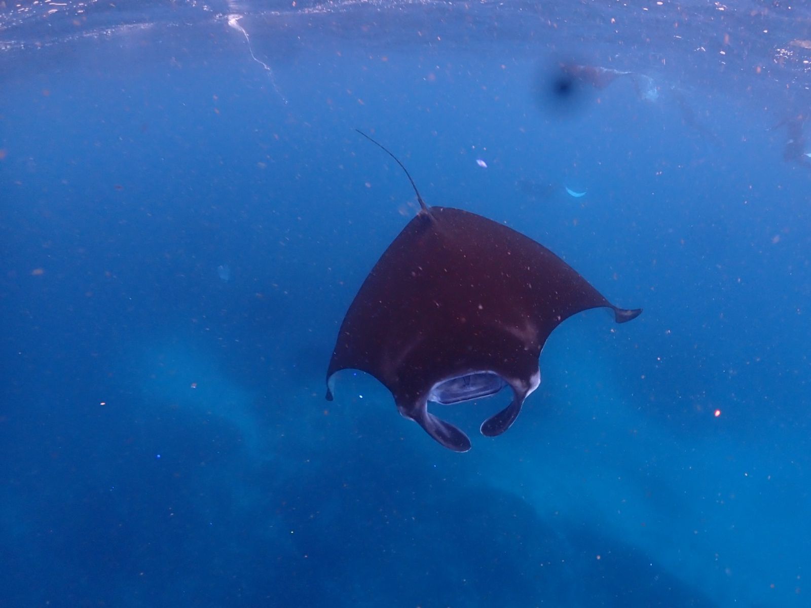 Снорклинг с мантами