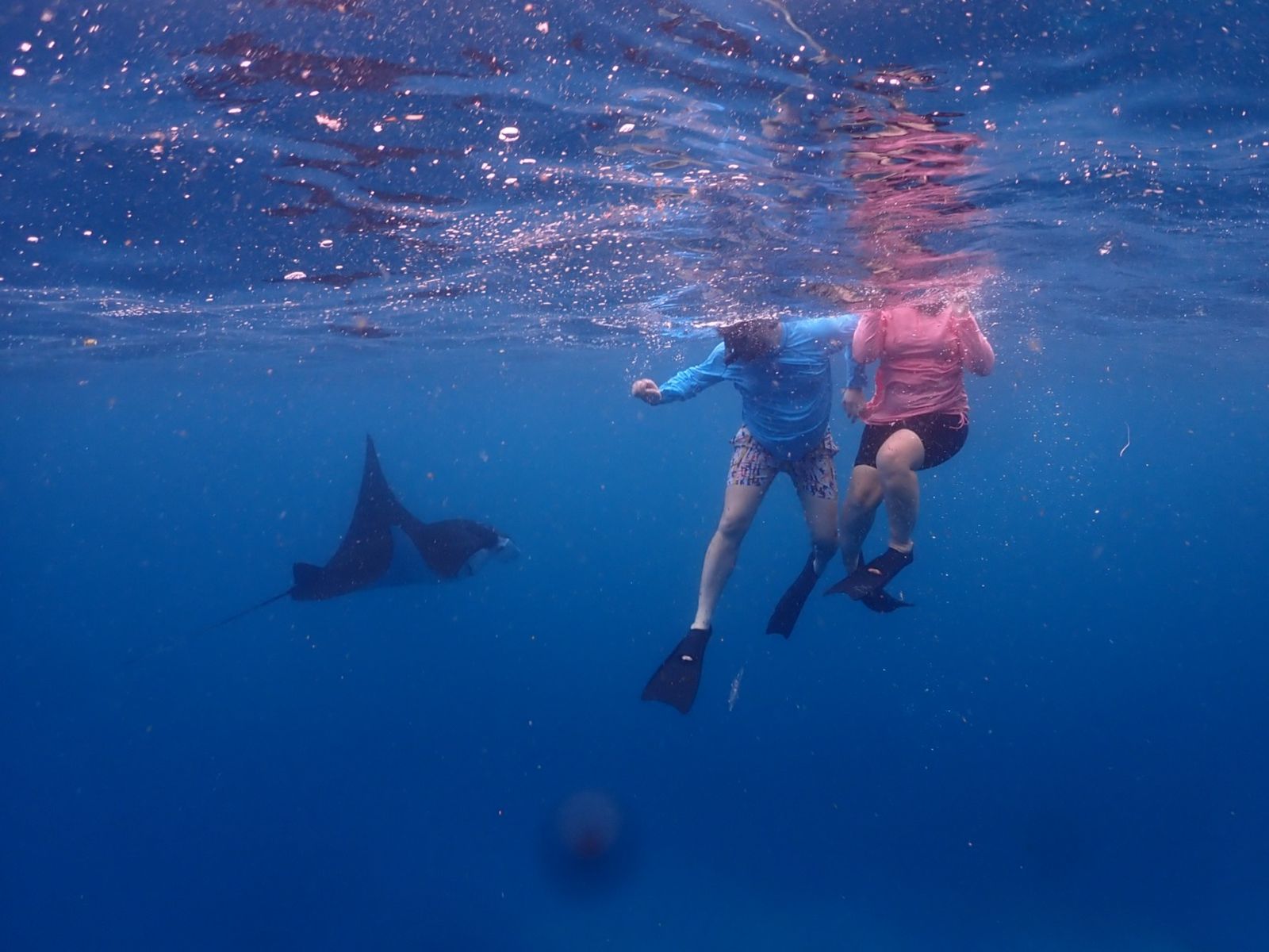 Снорклинг с мантами