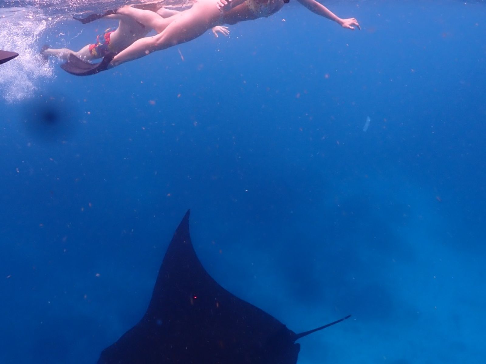 Снорклинг с мантами