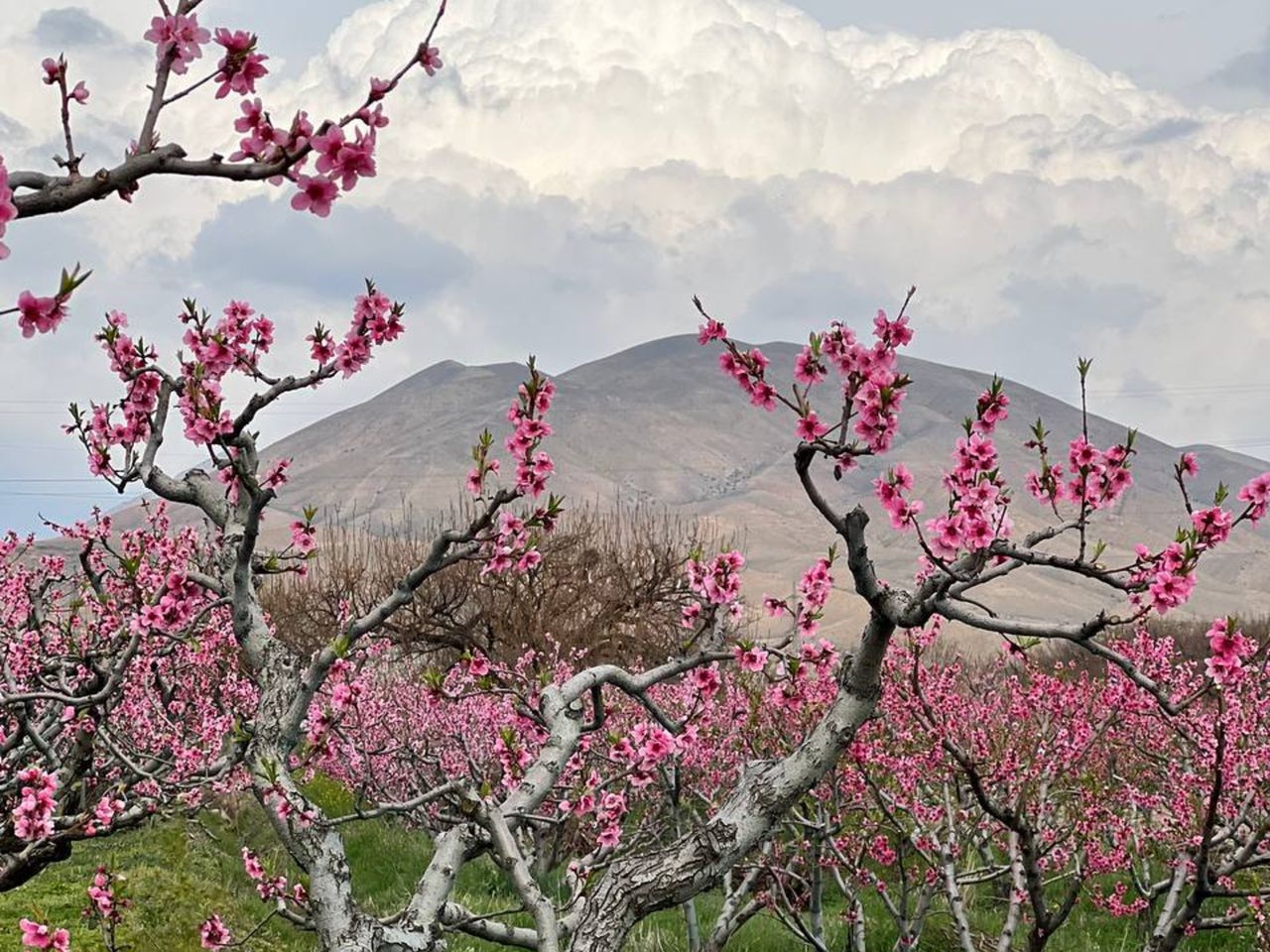Весна в Араратской долине: обзорная экскурсия из Еревана - групповая экскурсия в Ереване на машине гида длительностью 5 часов с количеством участников до 6 человек цена экскурсии 80€