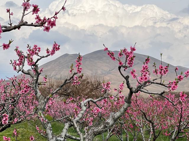 Весна в Араратской долине: обзорная экскурсия из Еревана