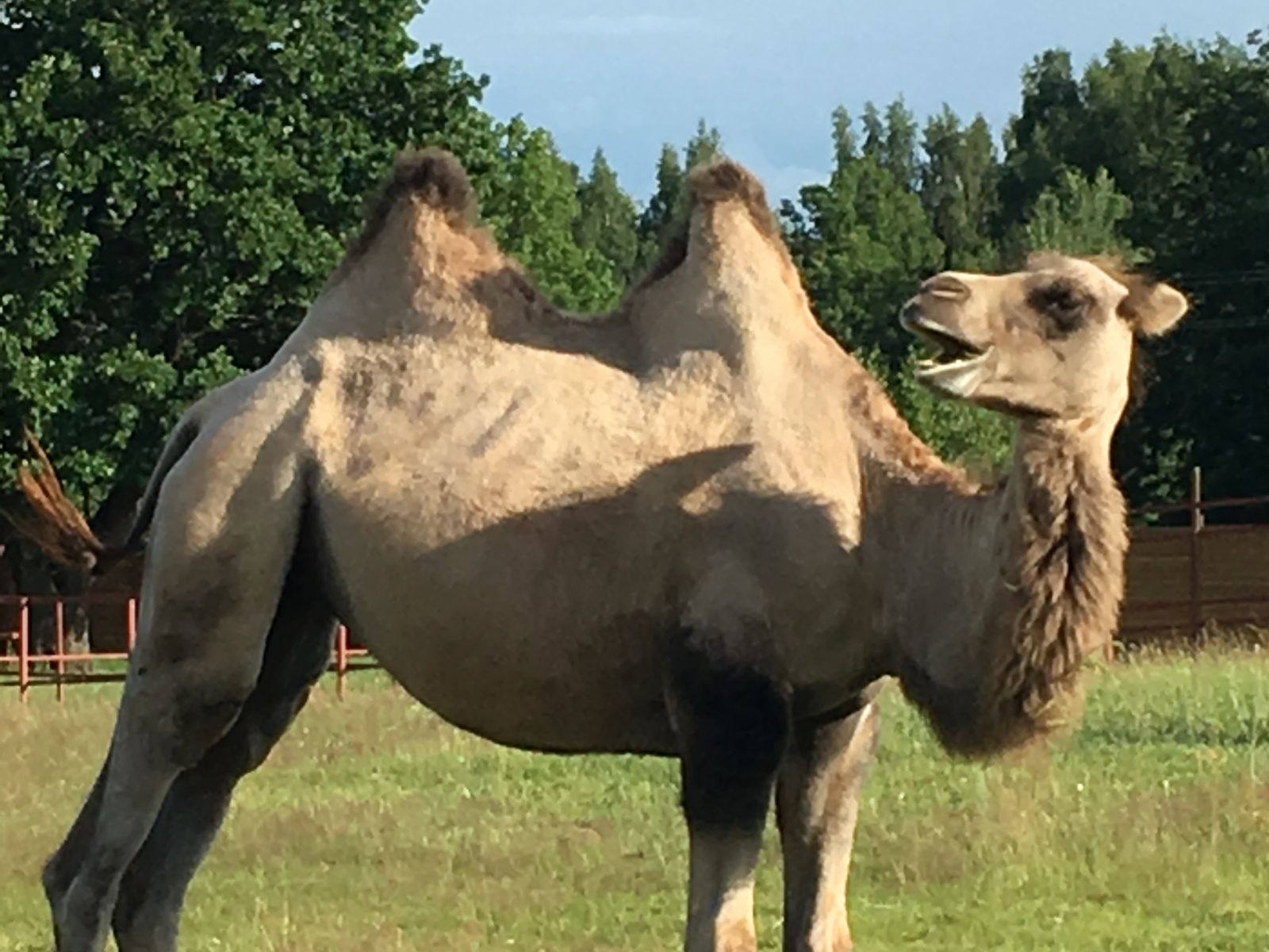 Верблюжья ферма