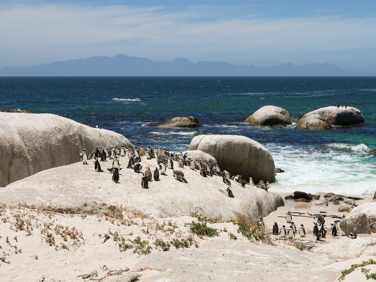 Колония пингвинов