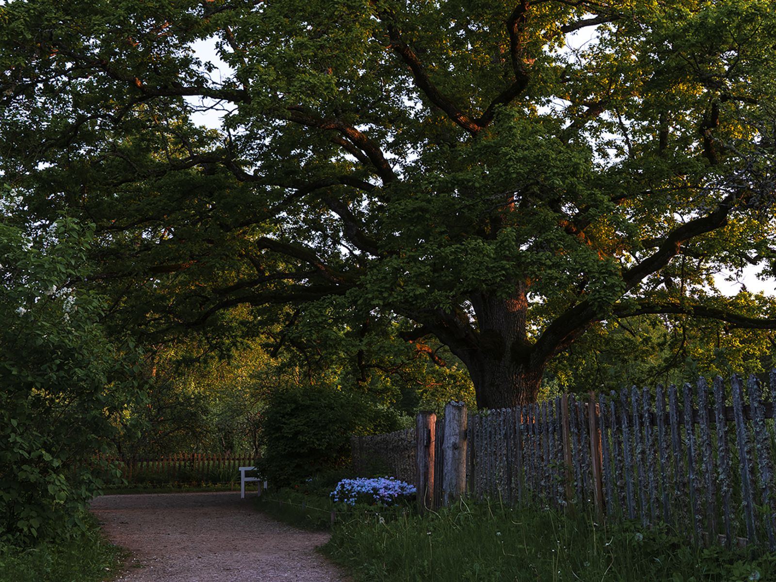 Усадьба "Михайловское", дуб "У Лукоморья ..."