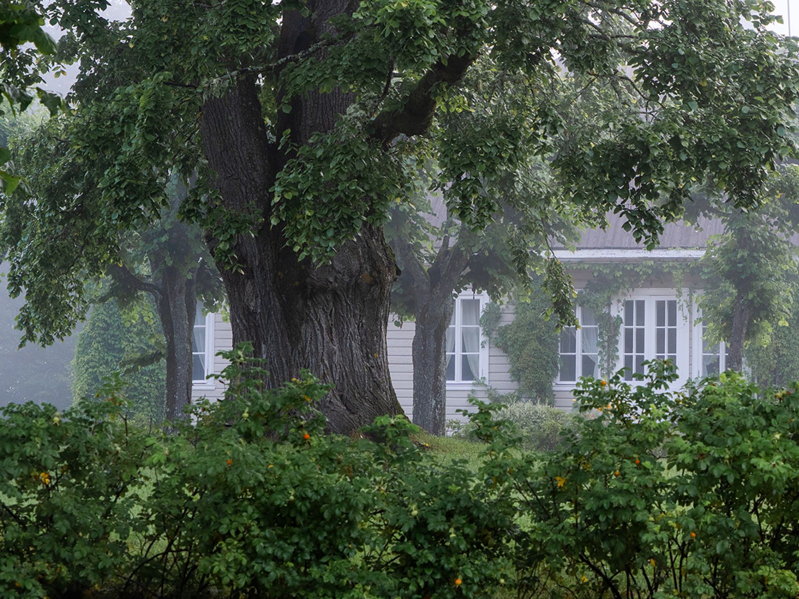 Усадьба "Михайловское", господский дом и вяз, посаженный сыном Пушкина