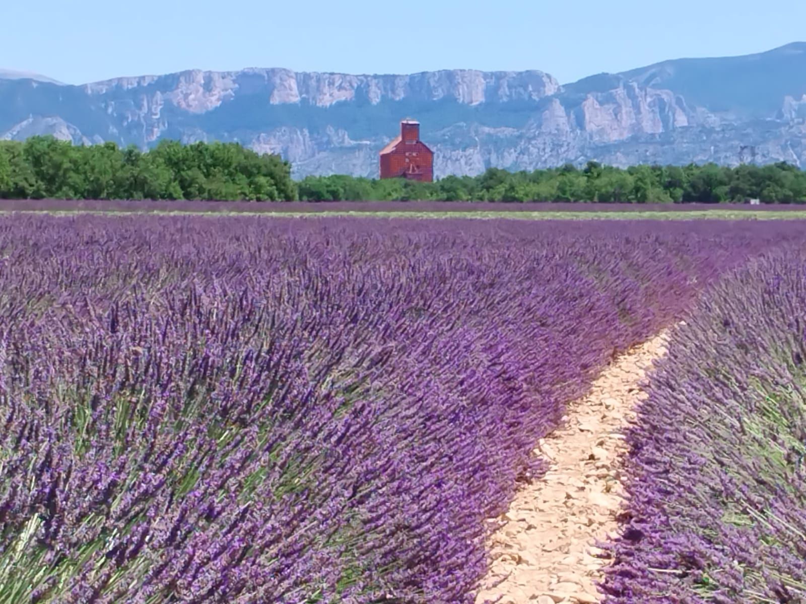 Горная лаванда
