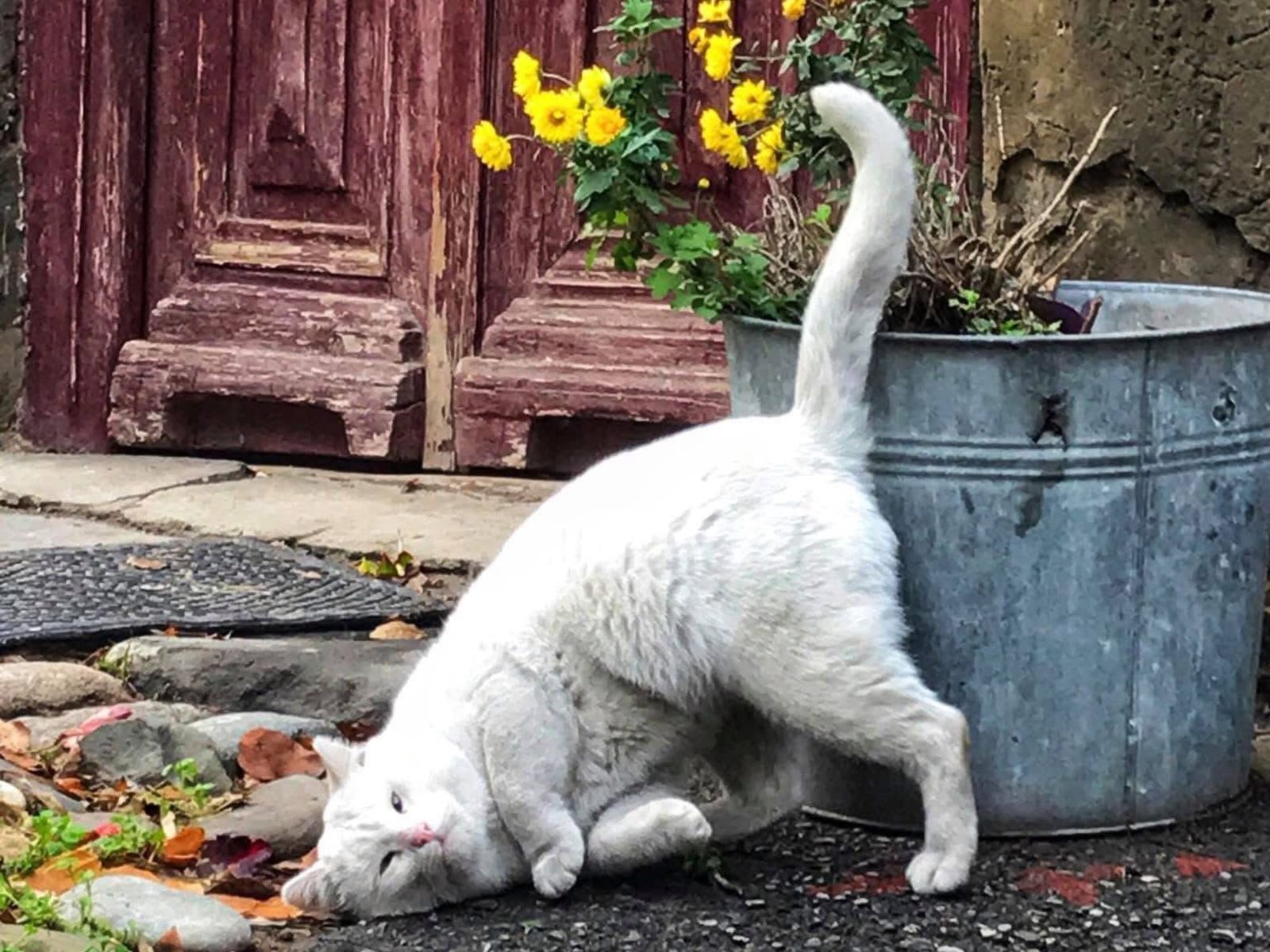 В переулках Старого города позируют котики-модельки