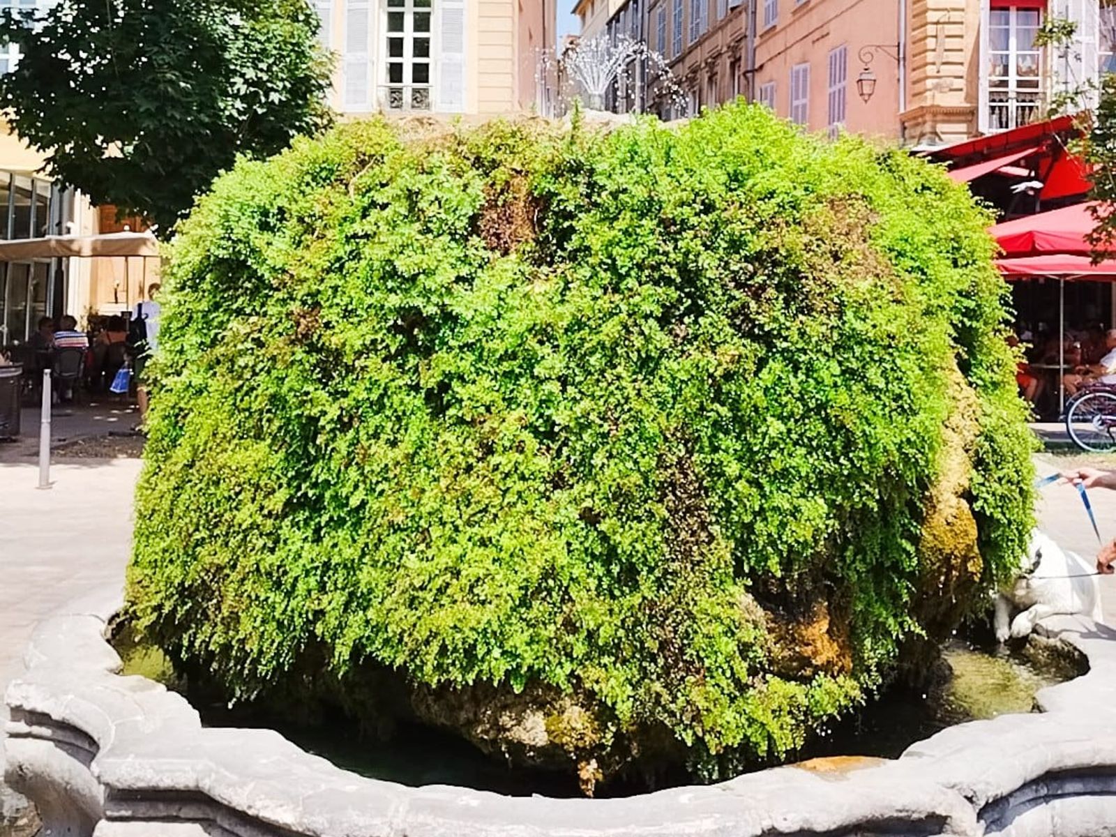 Мшистый фонтан