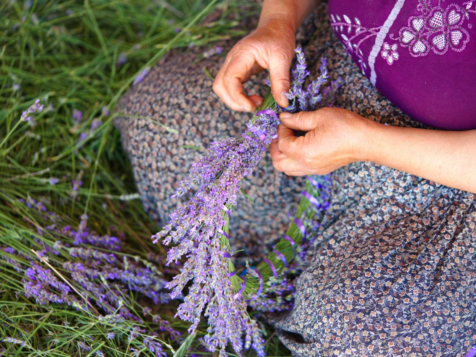 Лаванда Ыспарты