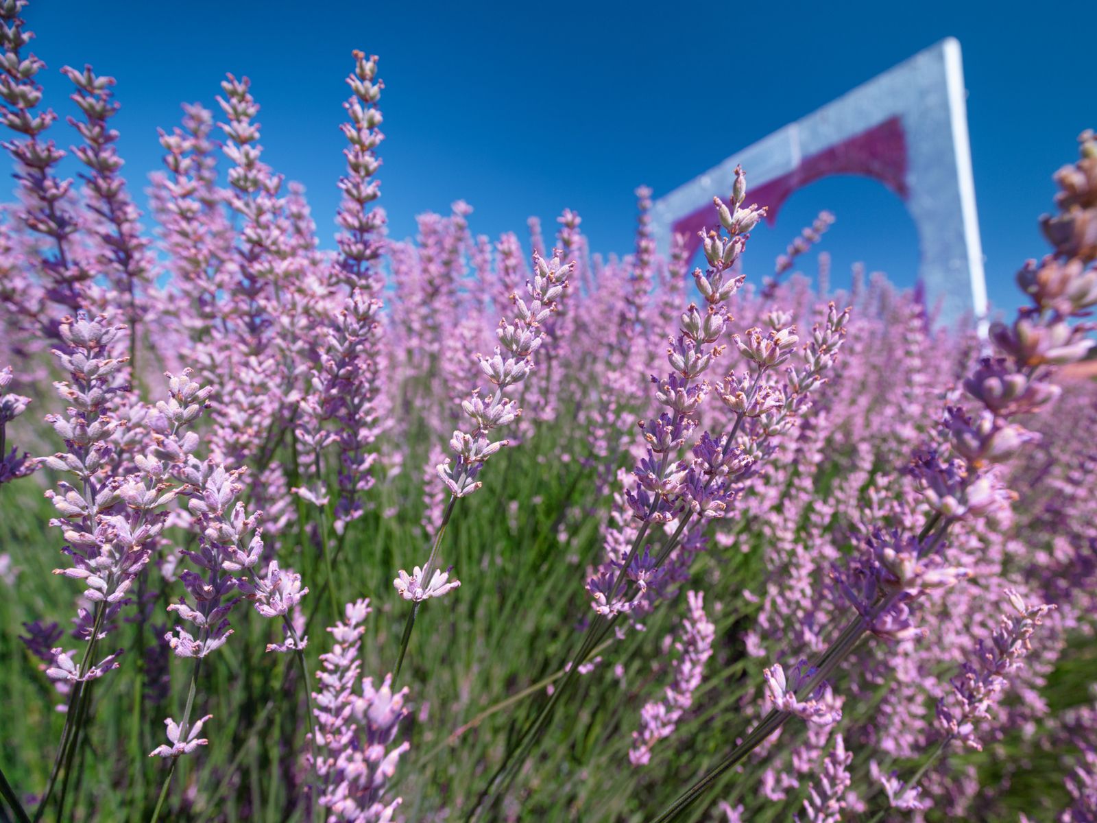 Лаванда Ыспарты