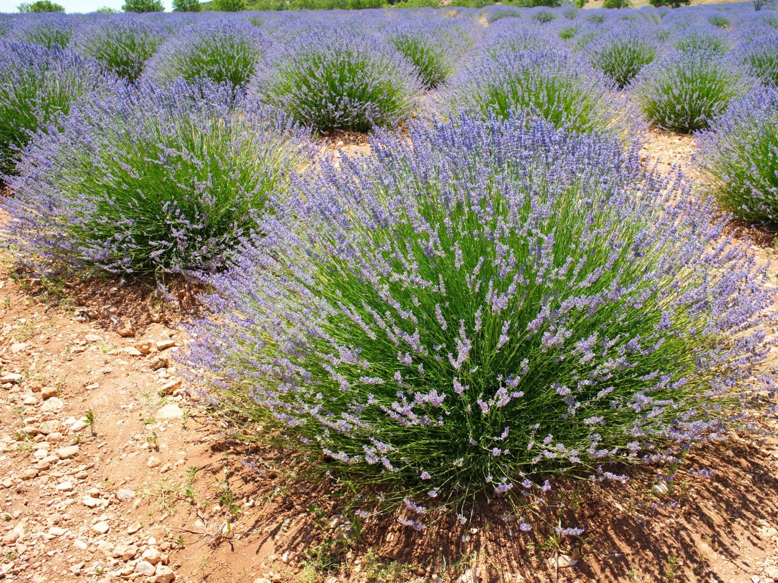 Лаванда Ыспарты