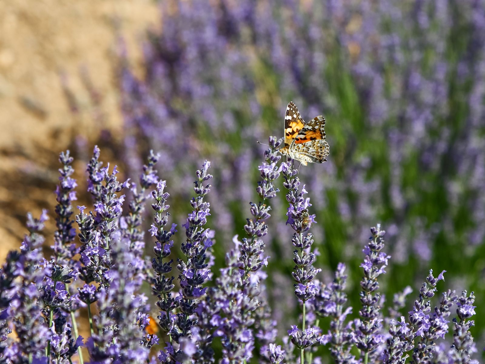 Лаванда Ыспарты