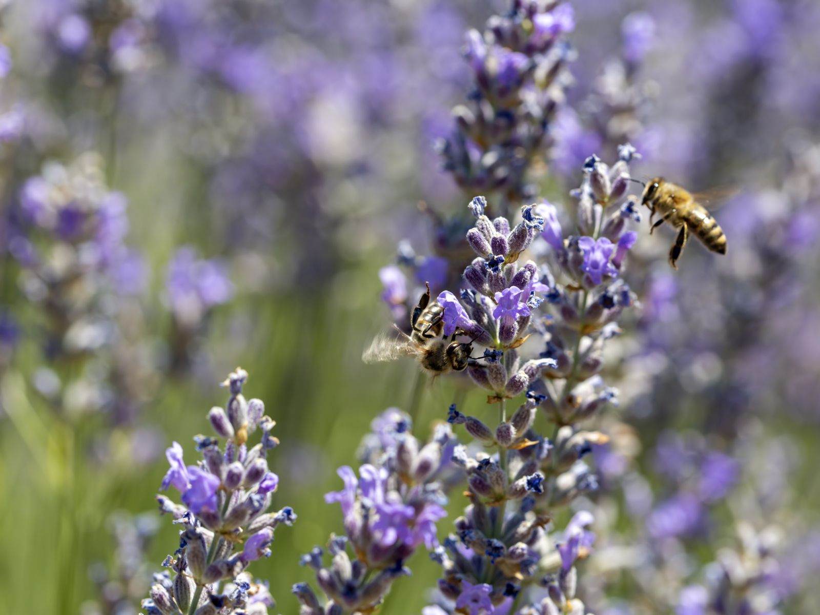Лаванда Ыспарты