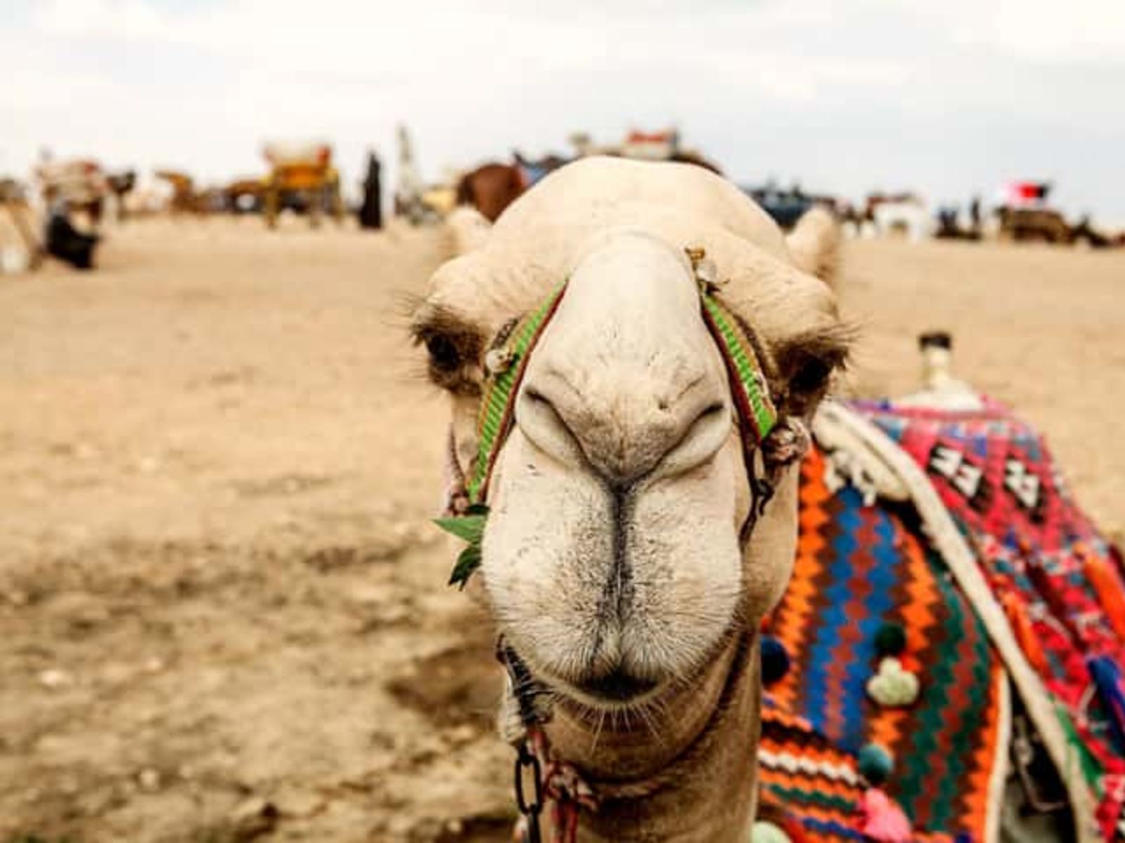 Корабль пустыни