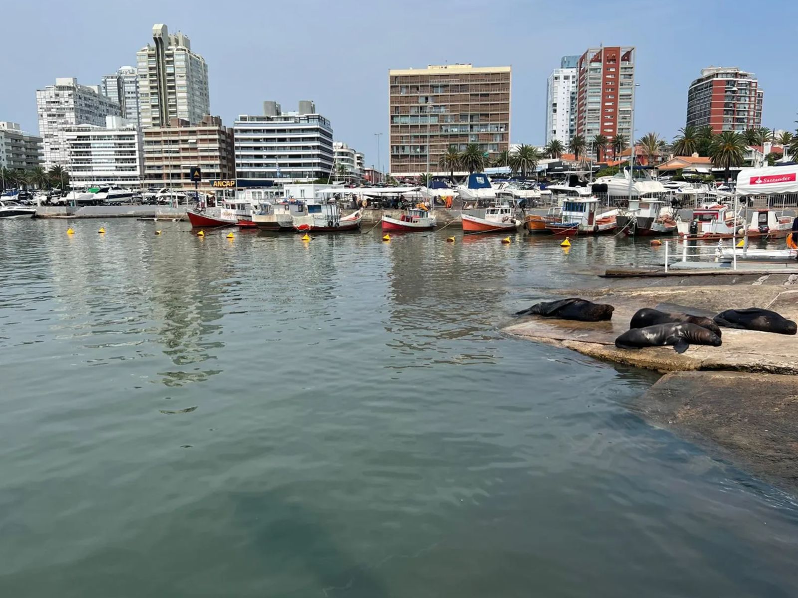 Морские котики