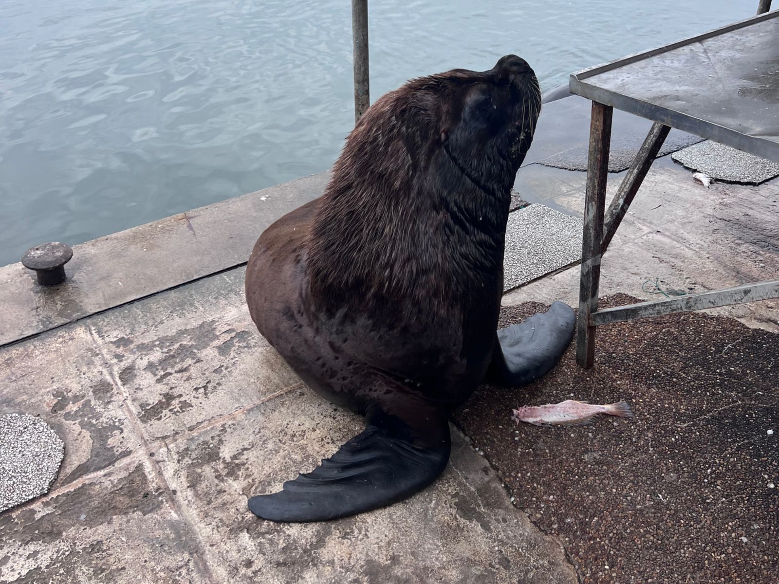 Морской лев