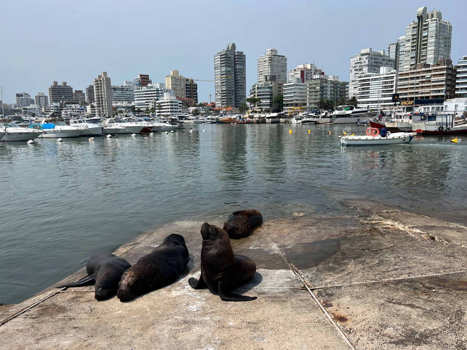 Морские львы на отдыхе