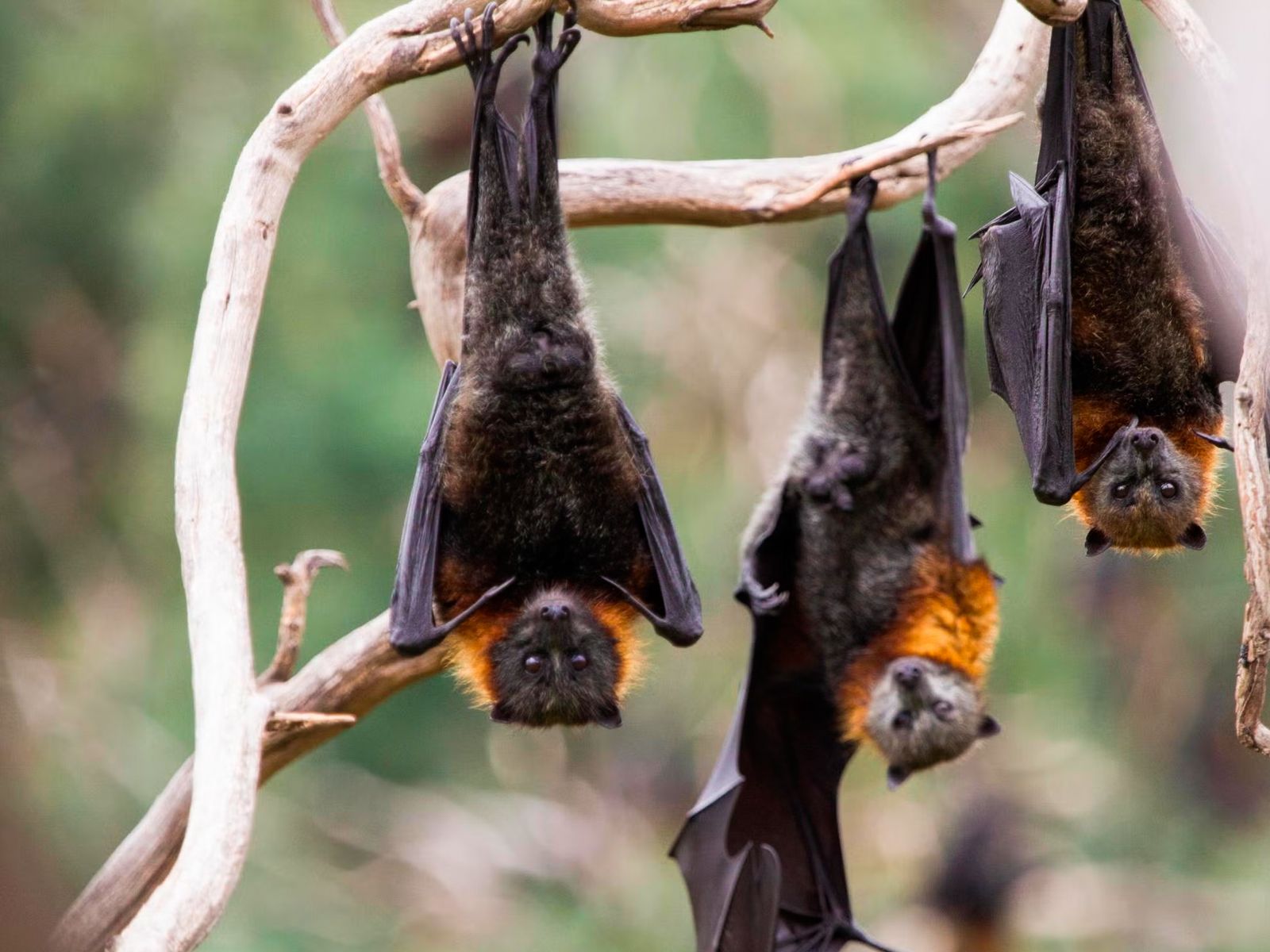 Летучие лисицы