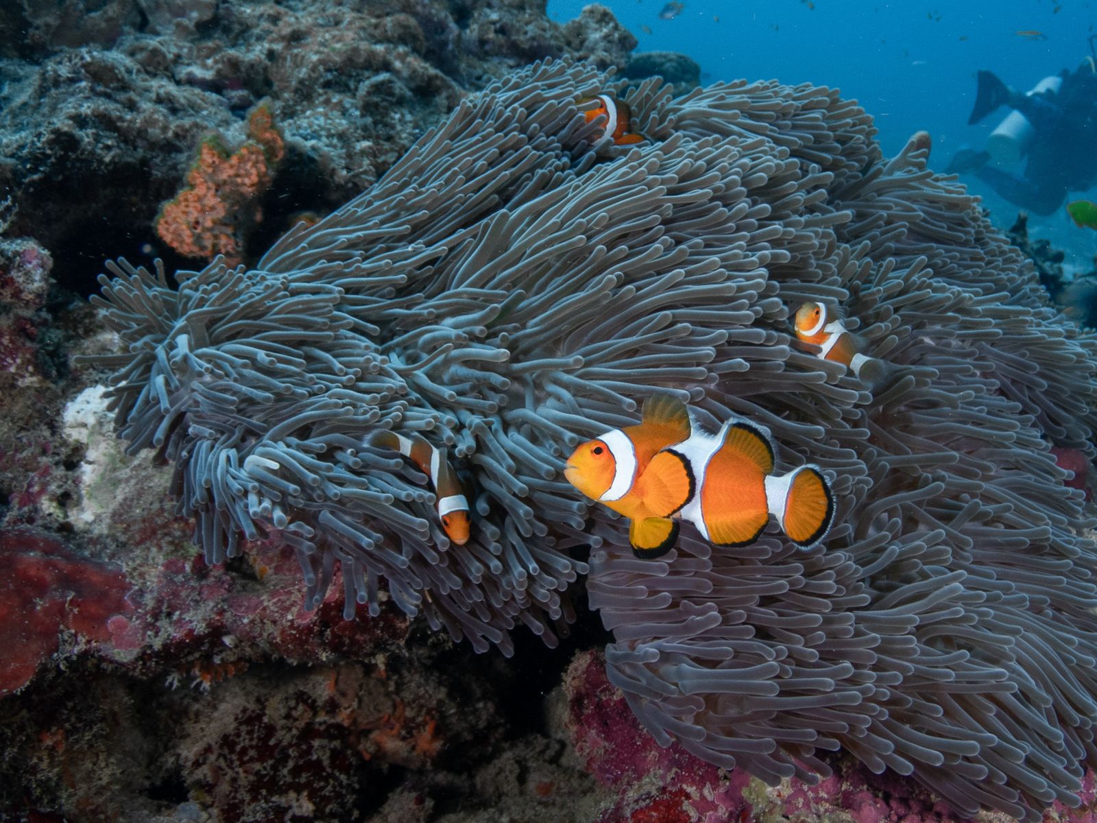 Коралловый риф