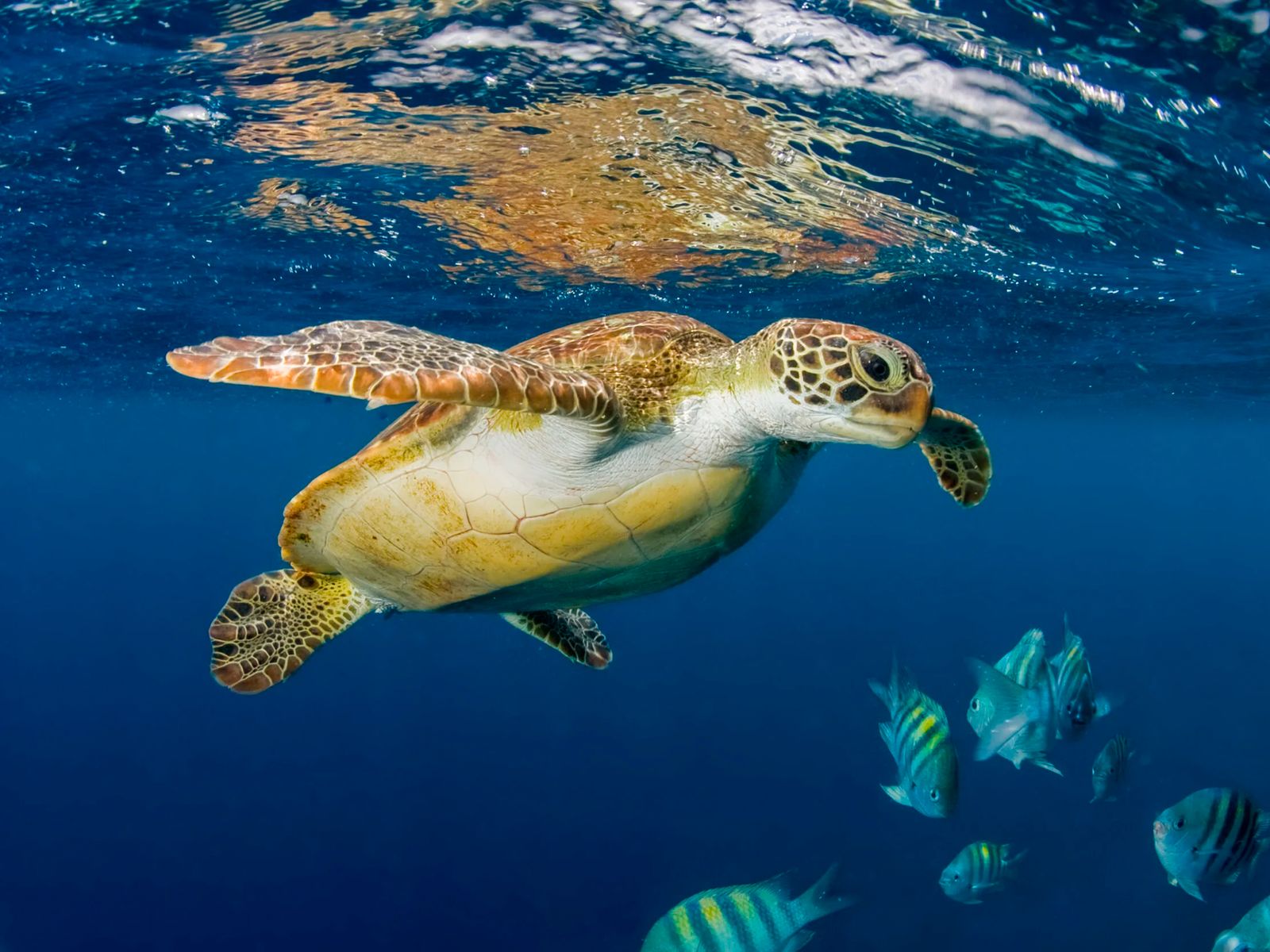 Подводный мир