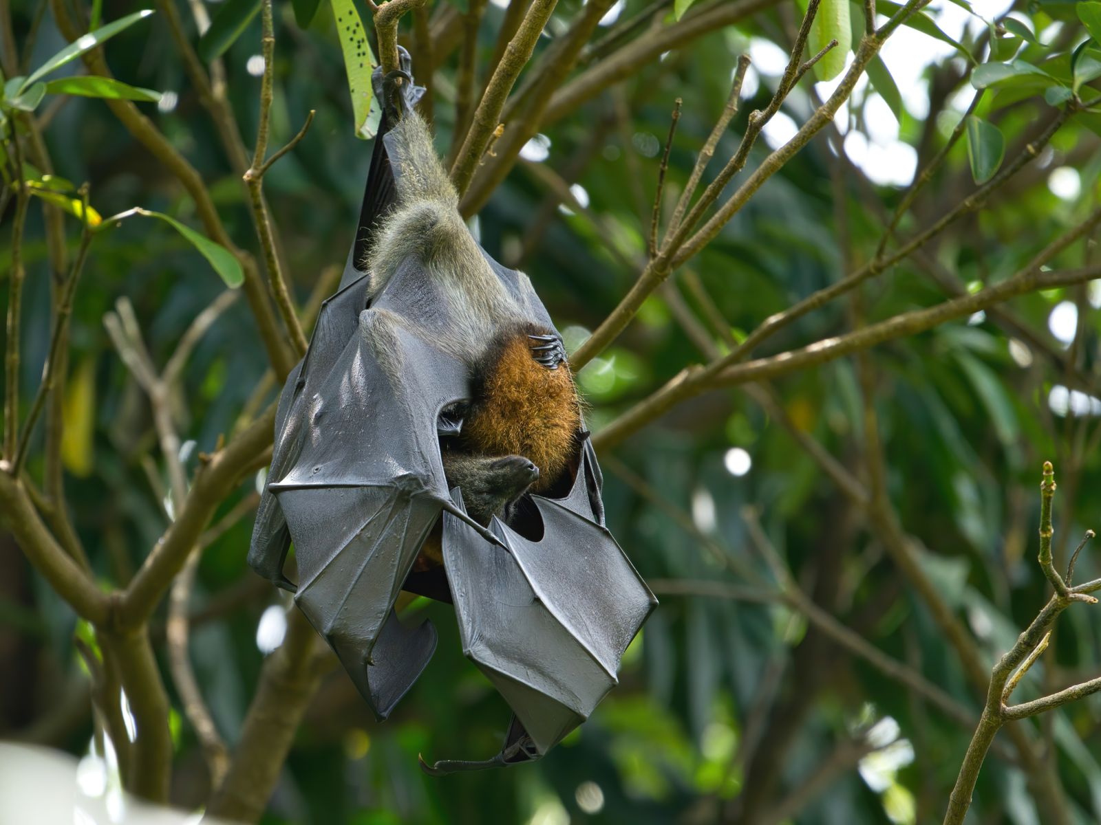 Летучая лисица