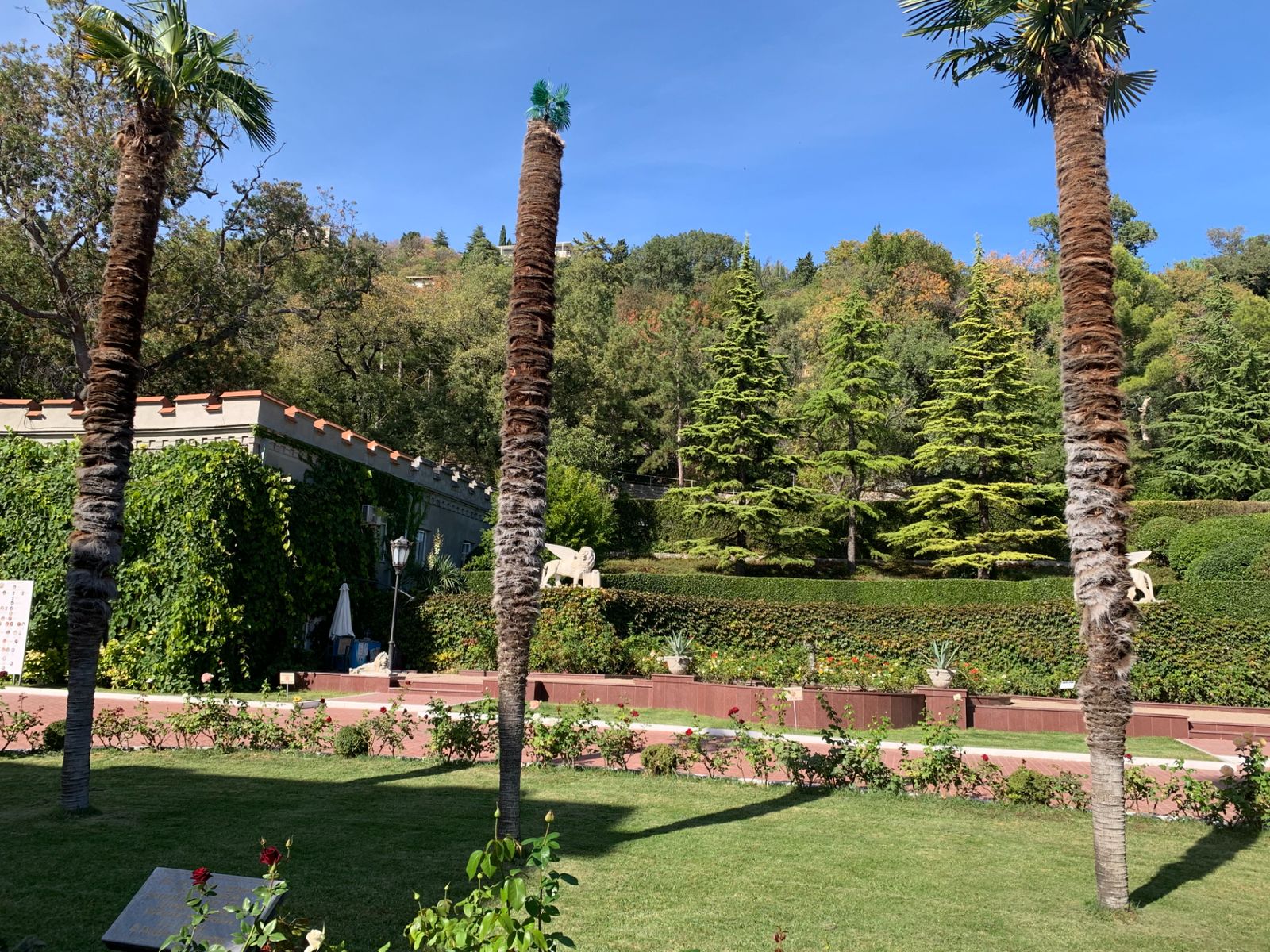 Три исторические пальмы, посаженные Сталиным, Рузвельтом и Черчиллем в Юсуповском парке