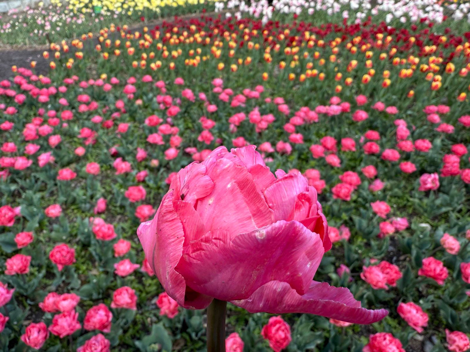 Бал тюльпанов в Никитском саду