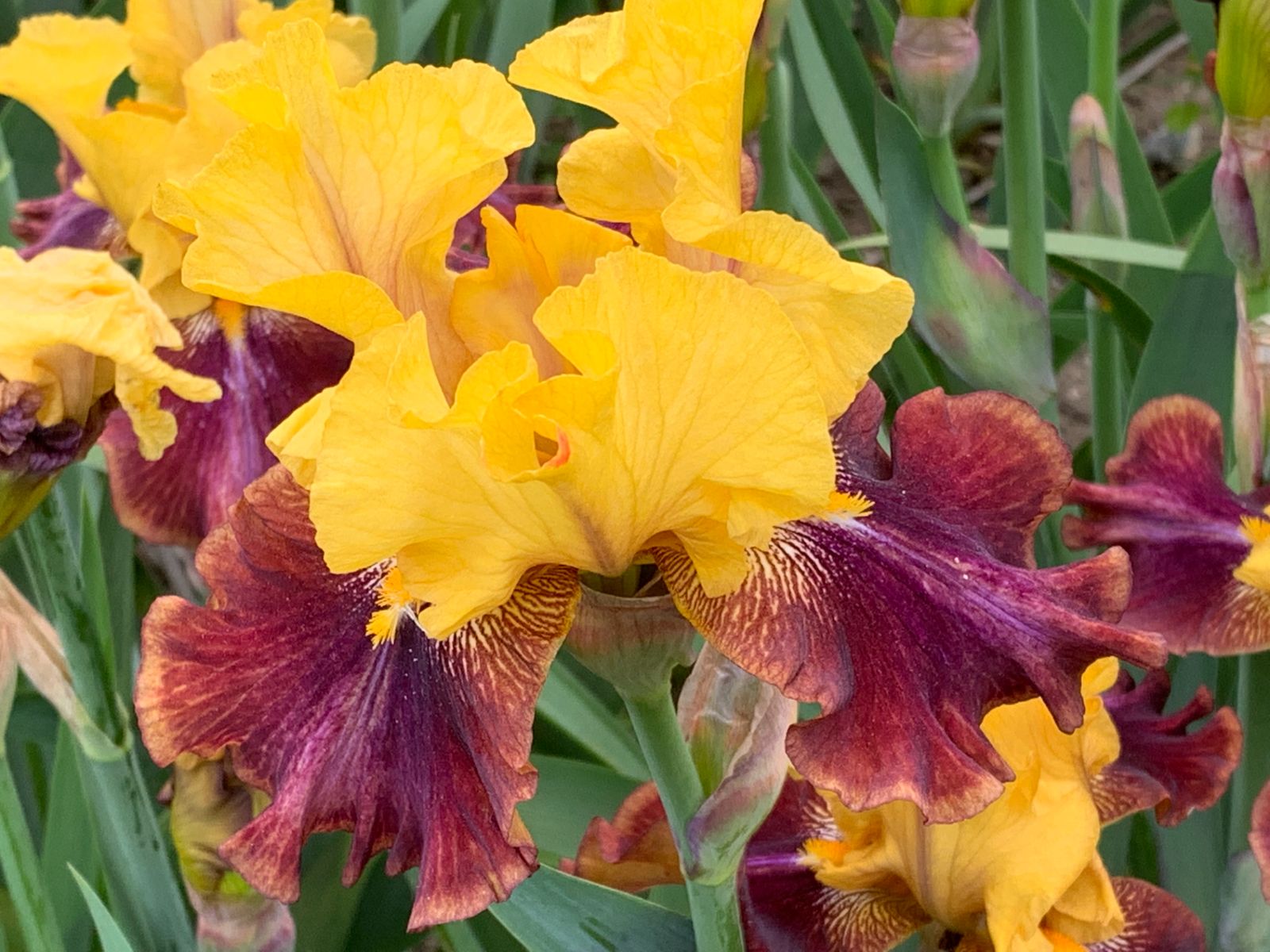 Бал ирисов Никитского ботанического сада