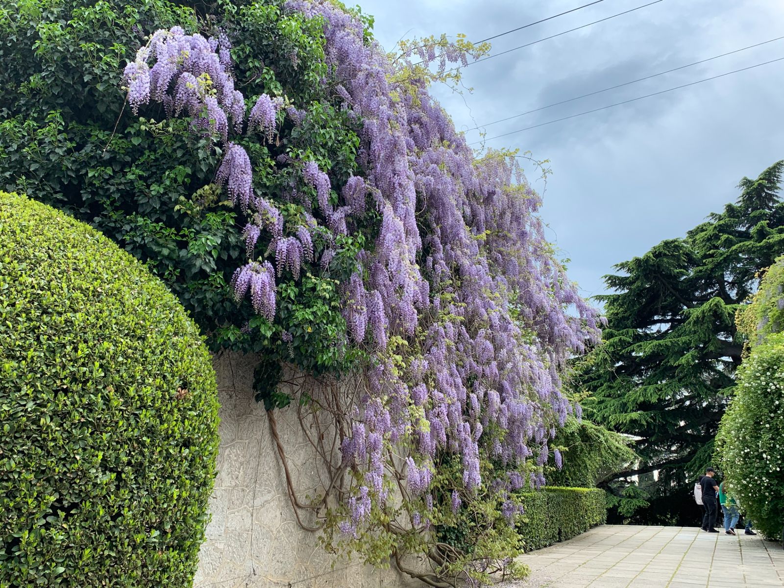 Глициния в Никитском саду